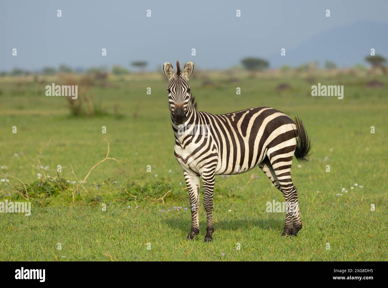 Einsames Zebra in einer üppig grünen Savanne. WESTERN Serengeti, Grumeti. Serengeti Nationalpark, Tansania. Stockfoto