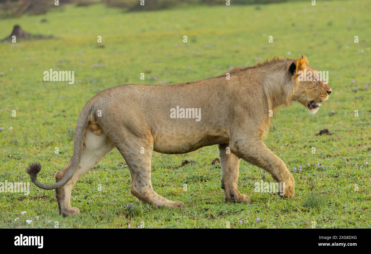 Junger männlicher Löwe, der in der Savanne spaziert. WESTERN Serengeti, Grumeti. Serengeti Nationalpark, Tansania. Stockfoto