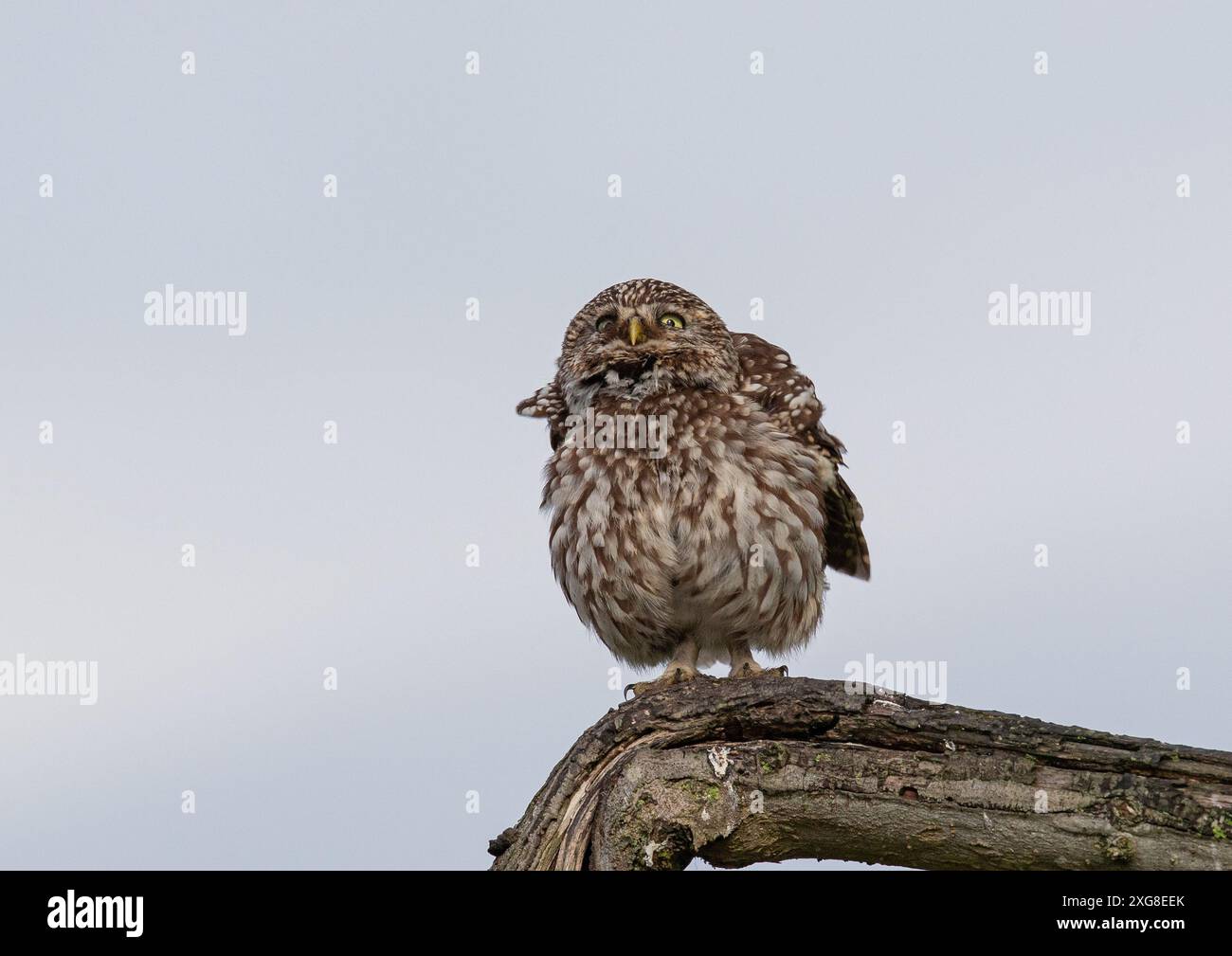 Aufgefüllte Federn. Eine kleine Eule (Athene noctua), die nach Raubtieren in den Himmel blickt. Er steht auf einem Baumzweig im Abendlicht. Kent, Großbritannien Stockfoto