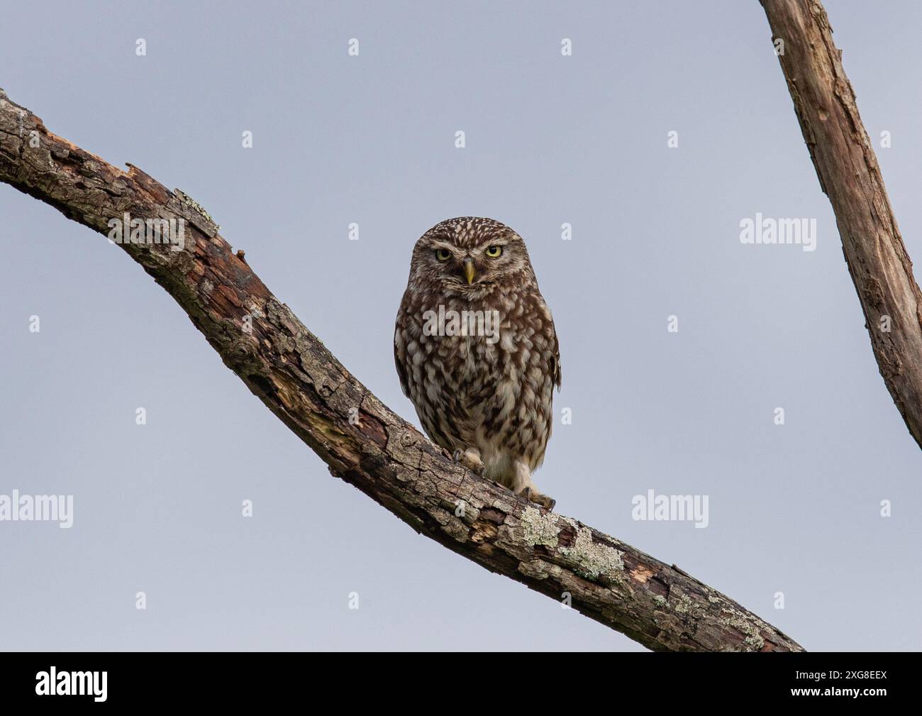 Der direkte Blick auf eine niedliche kleine Eule (Athene noctua), die auf einem Baumzweig am Himmel im Abendlicht Suffolk, Großbritannien, thront Stockfoto