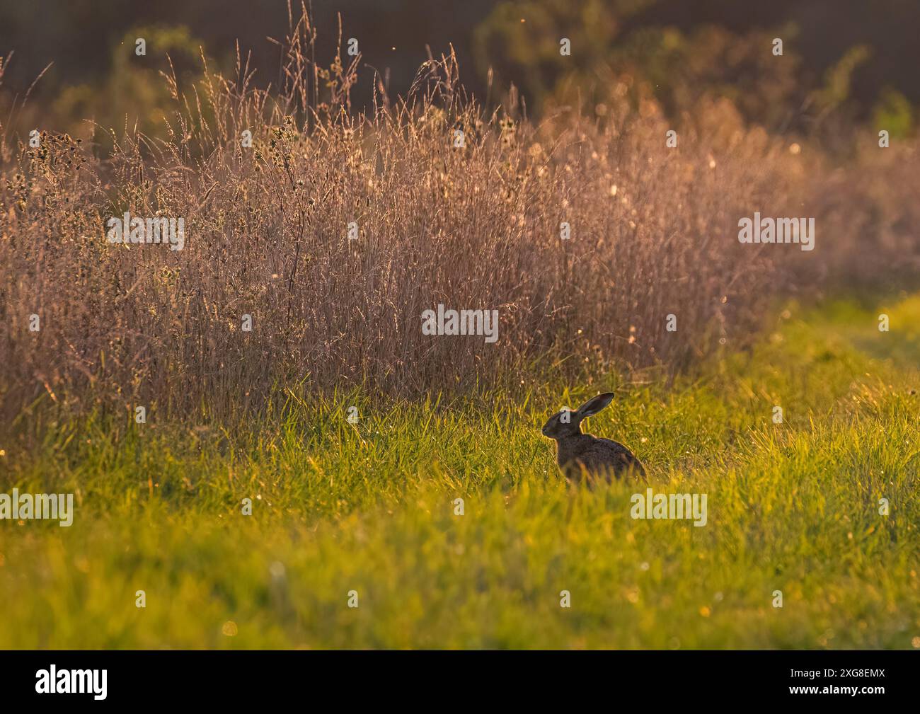 Ein Braunhase (Lepus europaeus), der im Sonnenlicht in seinem natürlichen Lebensraum sitzt, vor einem bunten Grasrand-Hintergrund. Sufffolk . UK Stockfoto