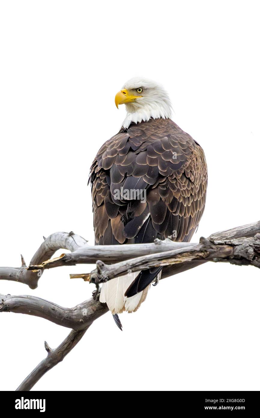 Ein Weißkopfseeadler sucht seine Beute, während er auf einem toten Ast sitzt. Isoliert auf weißem Hintergrund. Stockfoto