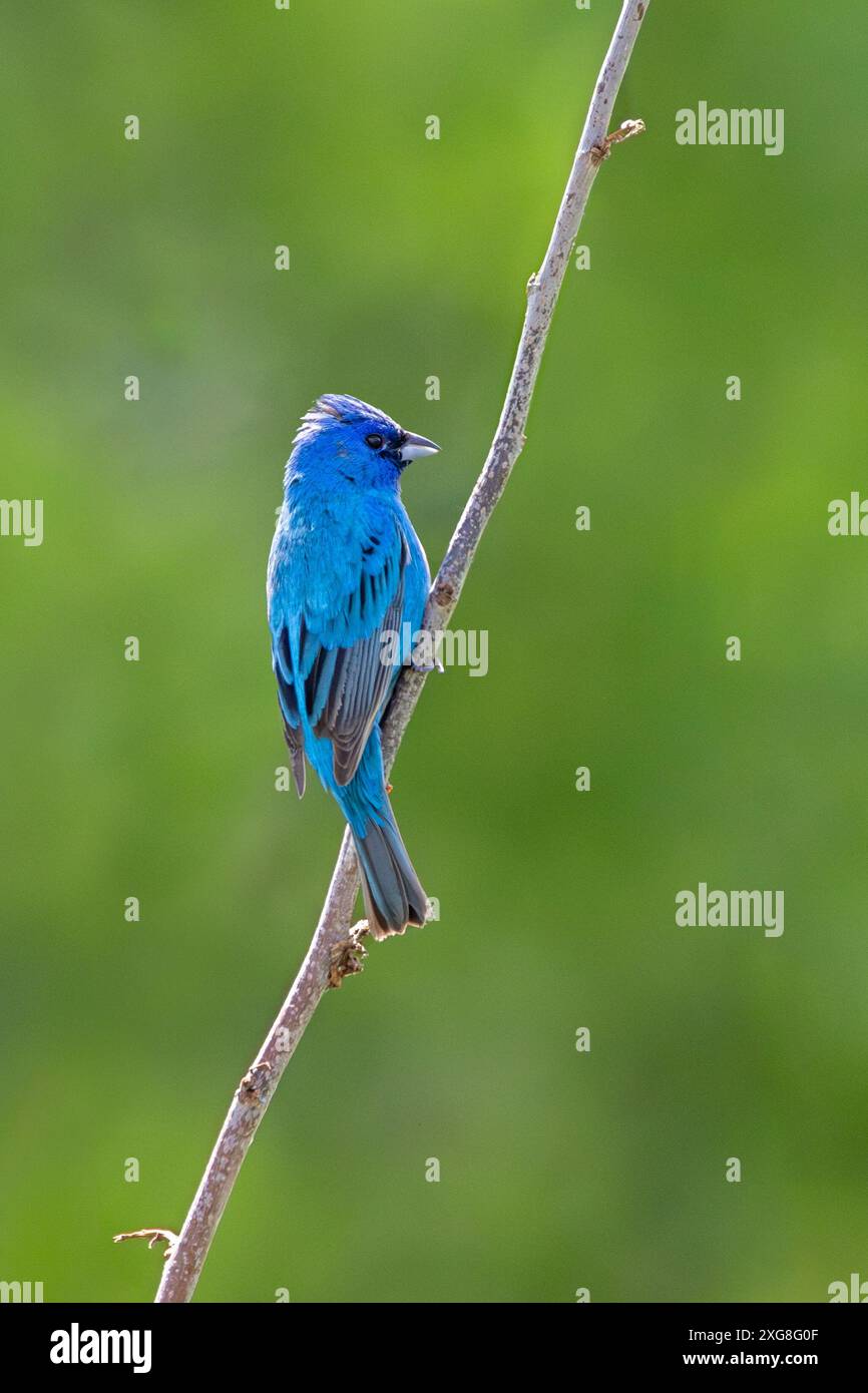 Die Blautöne eines Indigo-Falzes leuchten im Kontrast zum sanften grünen Hintergrund einer Prärie. Stockfoto