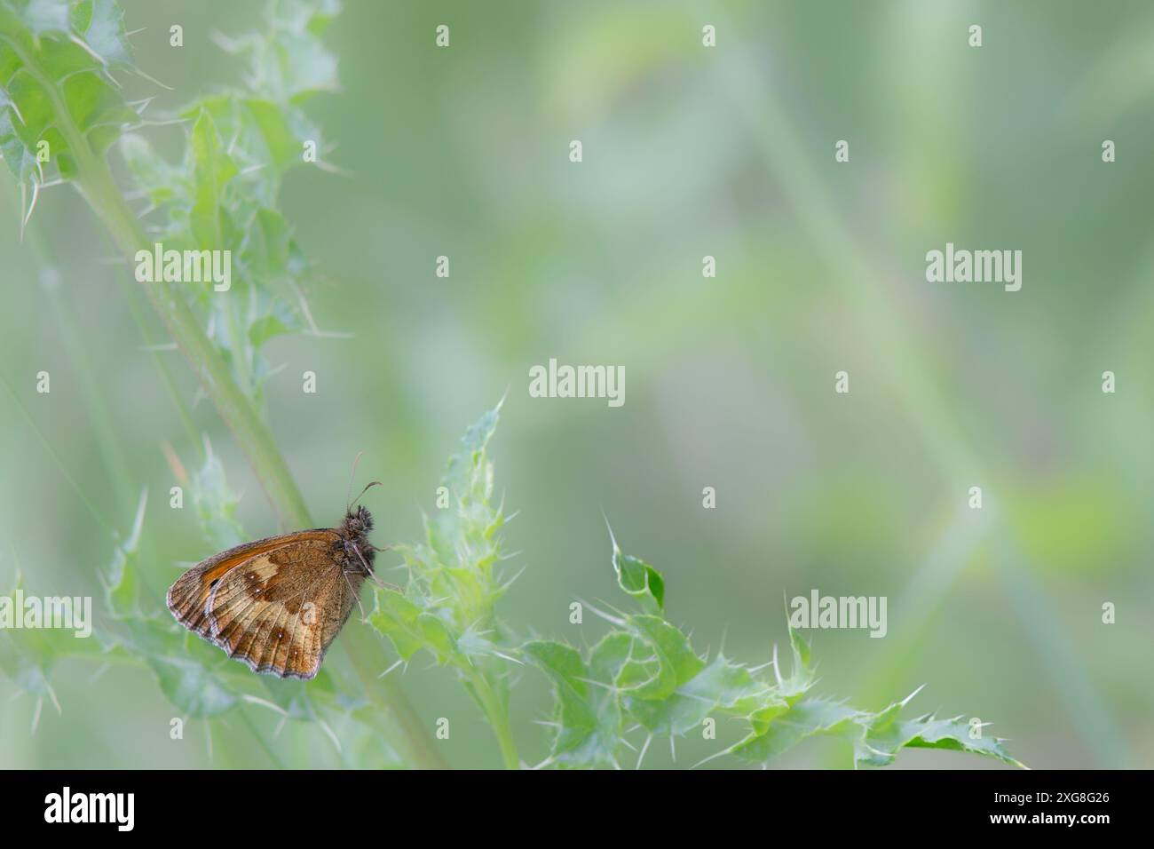Gatekeeper-Schmetterling Stockfoto