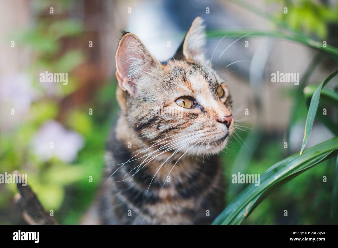 Katze im Garten Stockfoto