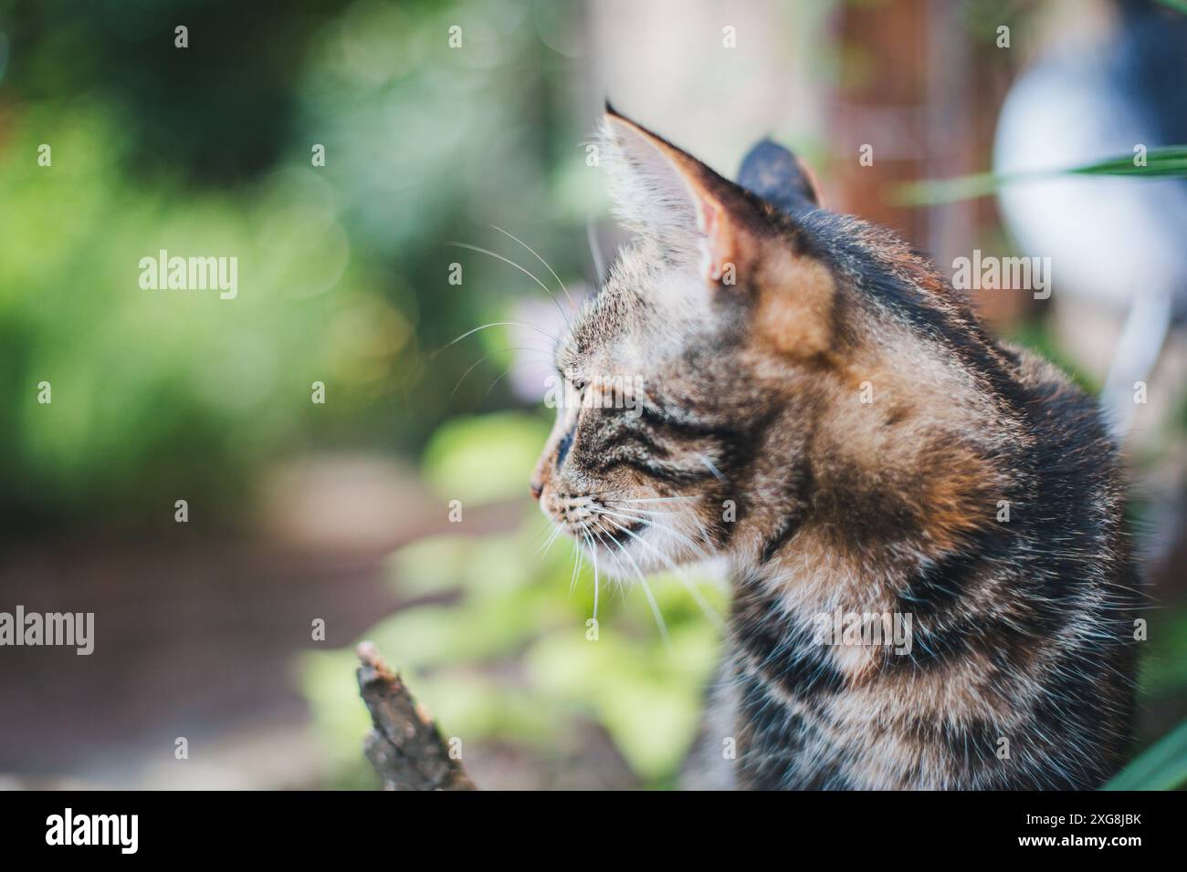 Katze im Garten Stockfoto