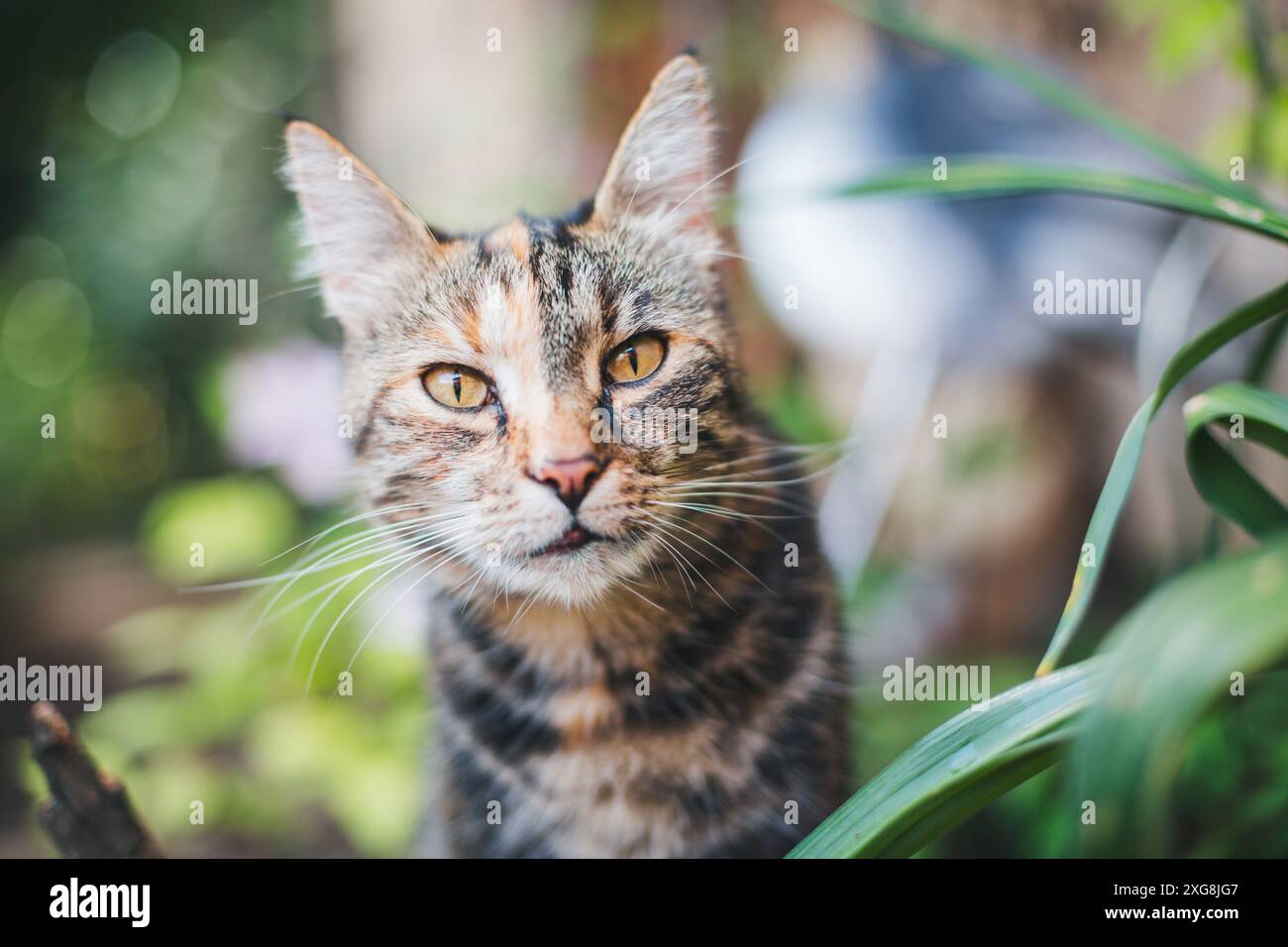 Katze im Garten Stockfoto