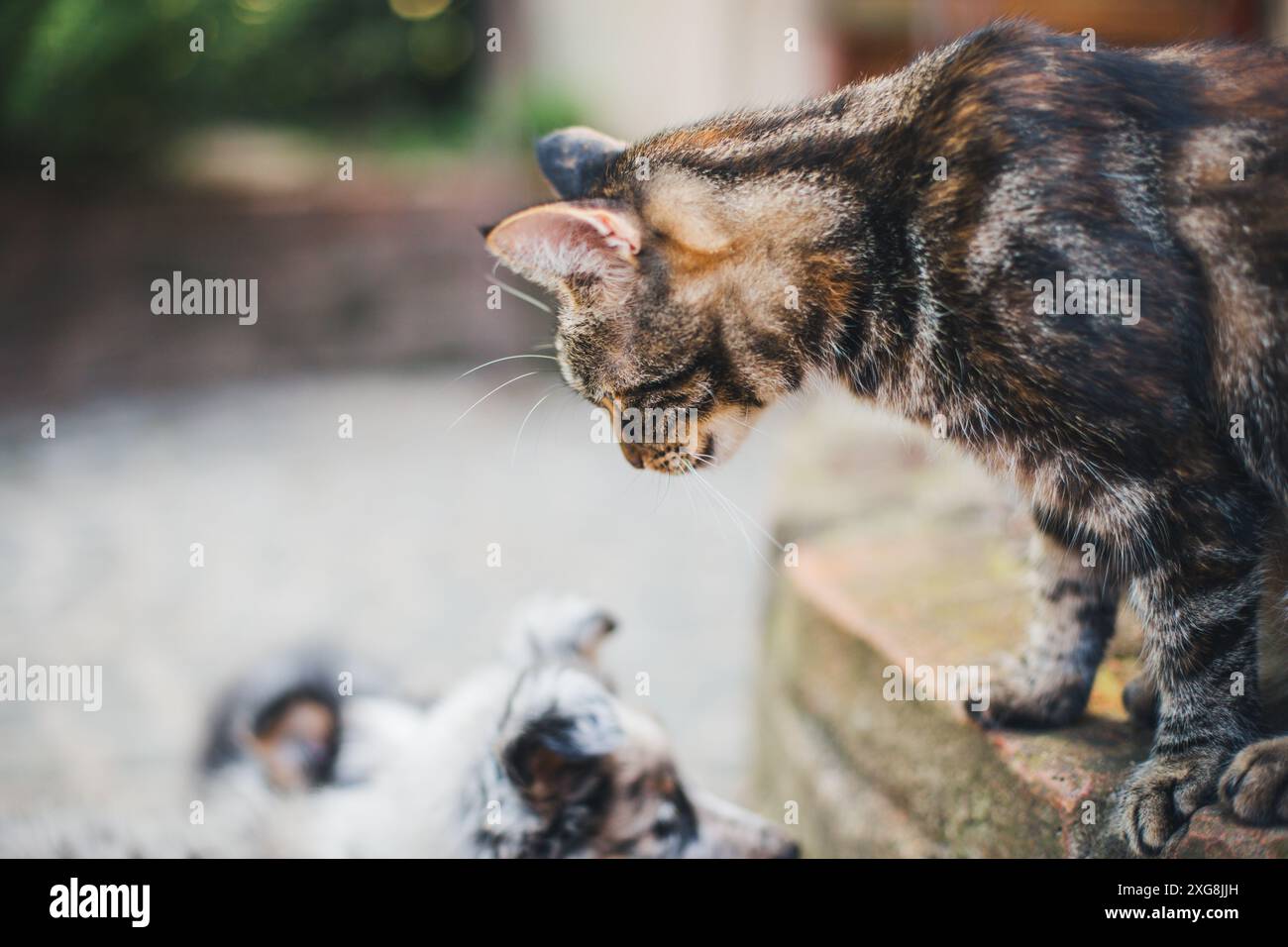 Katze im Garten Stockfoto