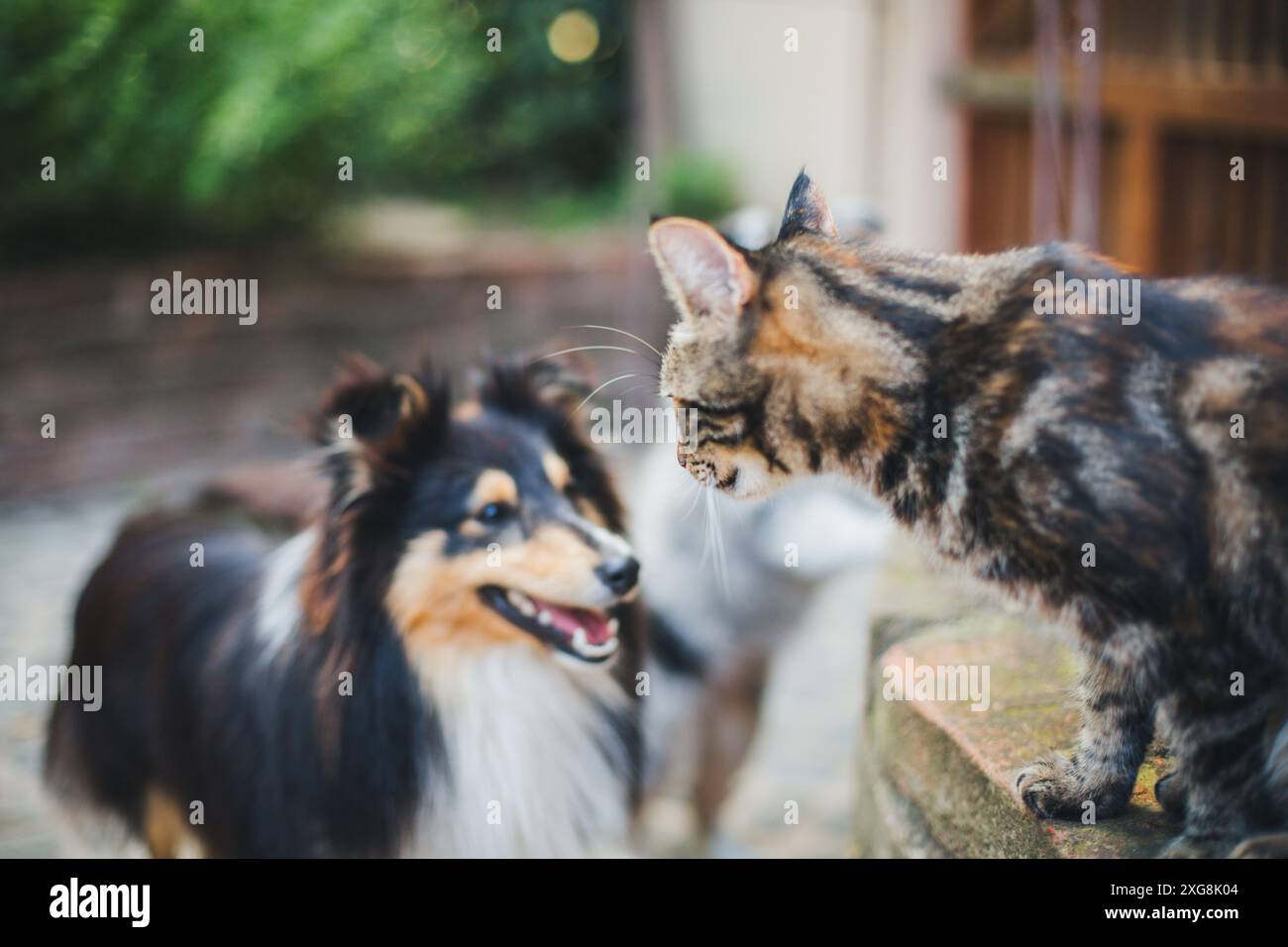 Hund und Katze Stockfoto