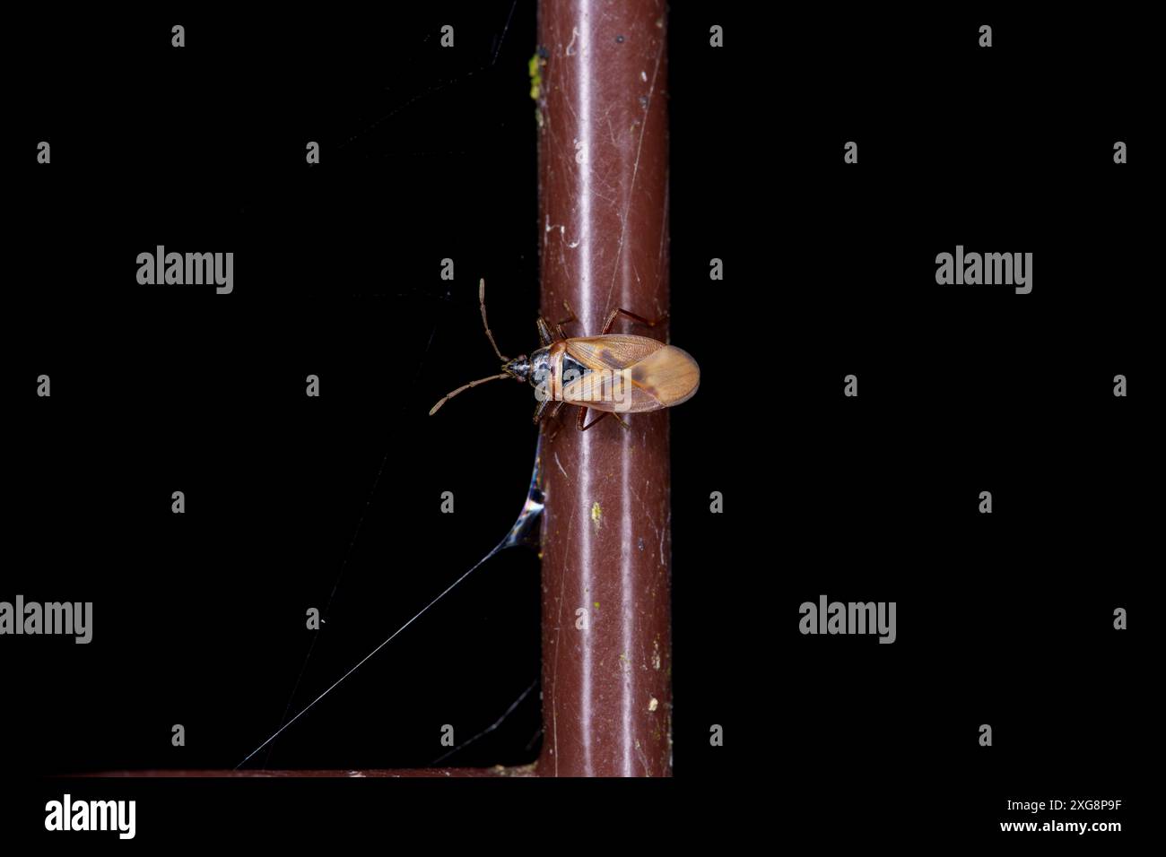 Gastrodes abietum Familie Rhyparochromidae Gattung Gastrodes Fichte Kegel Bug wilde Natur Insekten Fotografie, Bild, Tapete Stockfoto