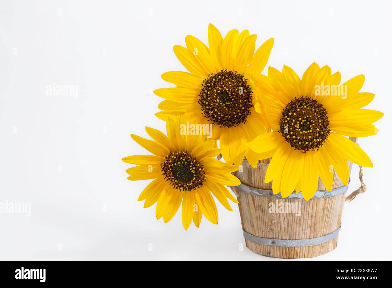 3 Sonnenblumen in einem Holztopf Stockfoto