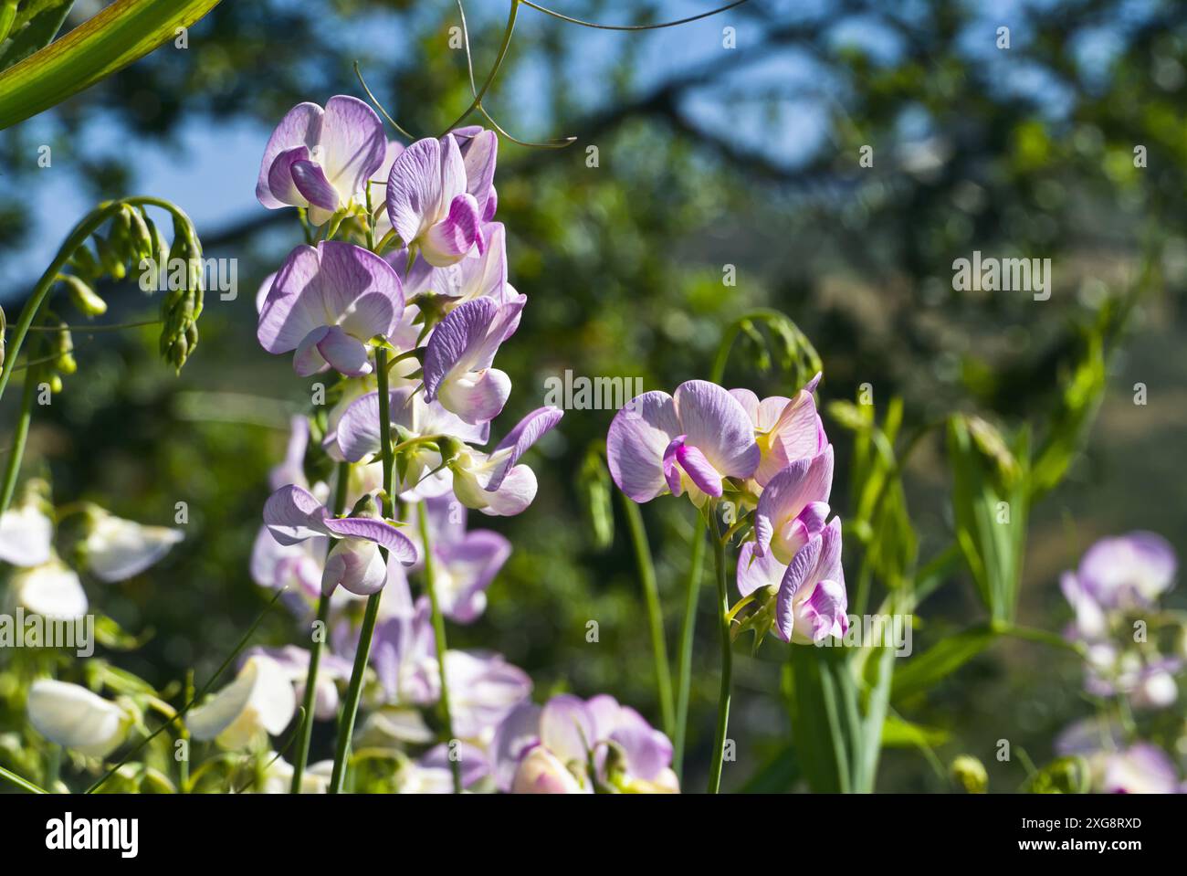 Rosafarbene Erbsenblüten mit grünem Blatthintergrund. Stockfoto