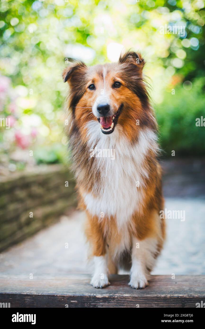 Shetland Sheepdog (Sheltie) Stockfoto