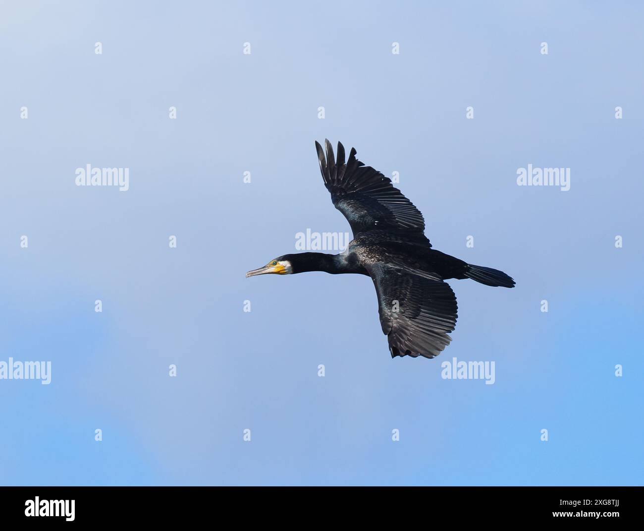 Kormorane haben sich im Landesinneren sehr verbreitet, um viele Angler zu ärgern, weil sie Fischbeute konsumieren. Stockfoto