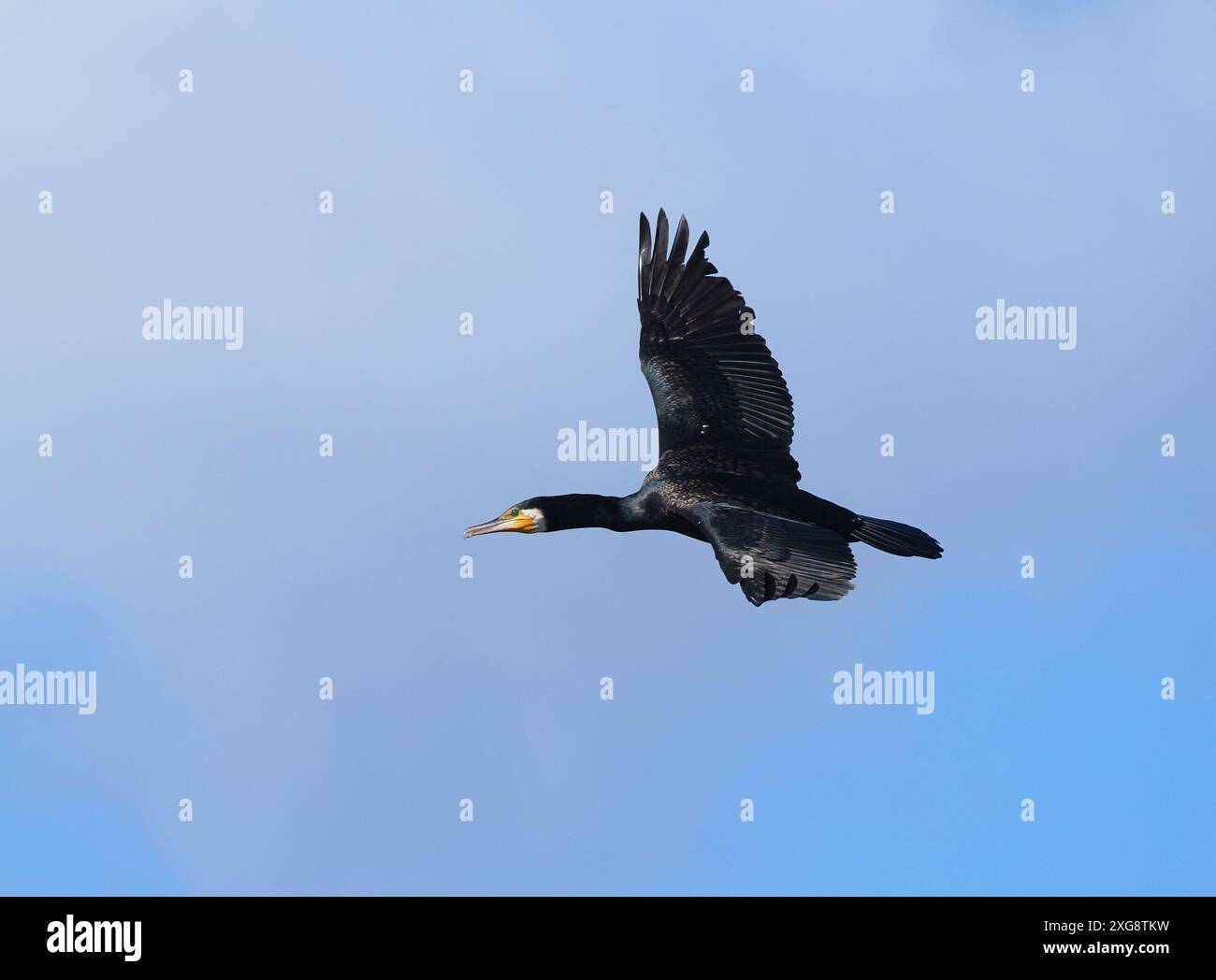 Kormorane haben sich im Landesinneren sehr verbreitet, um viele Angler zu ärgern, weil sie Fischbeute konsumieren. Stockfoto