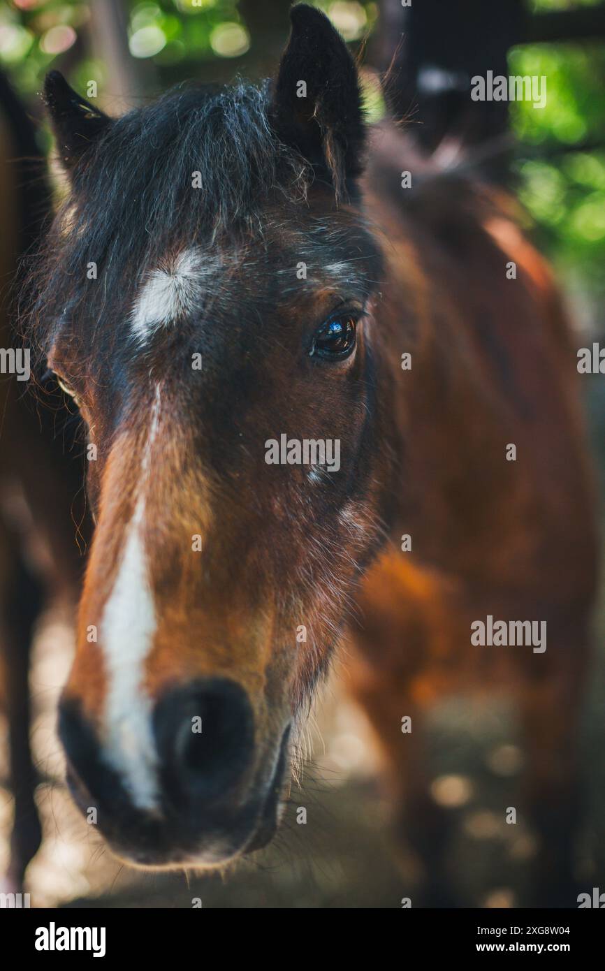 Walisisch-Pony A Stockfoto