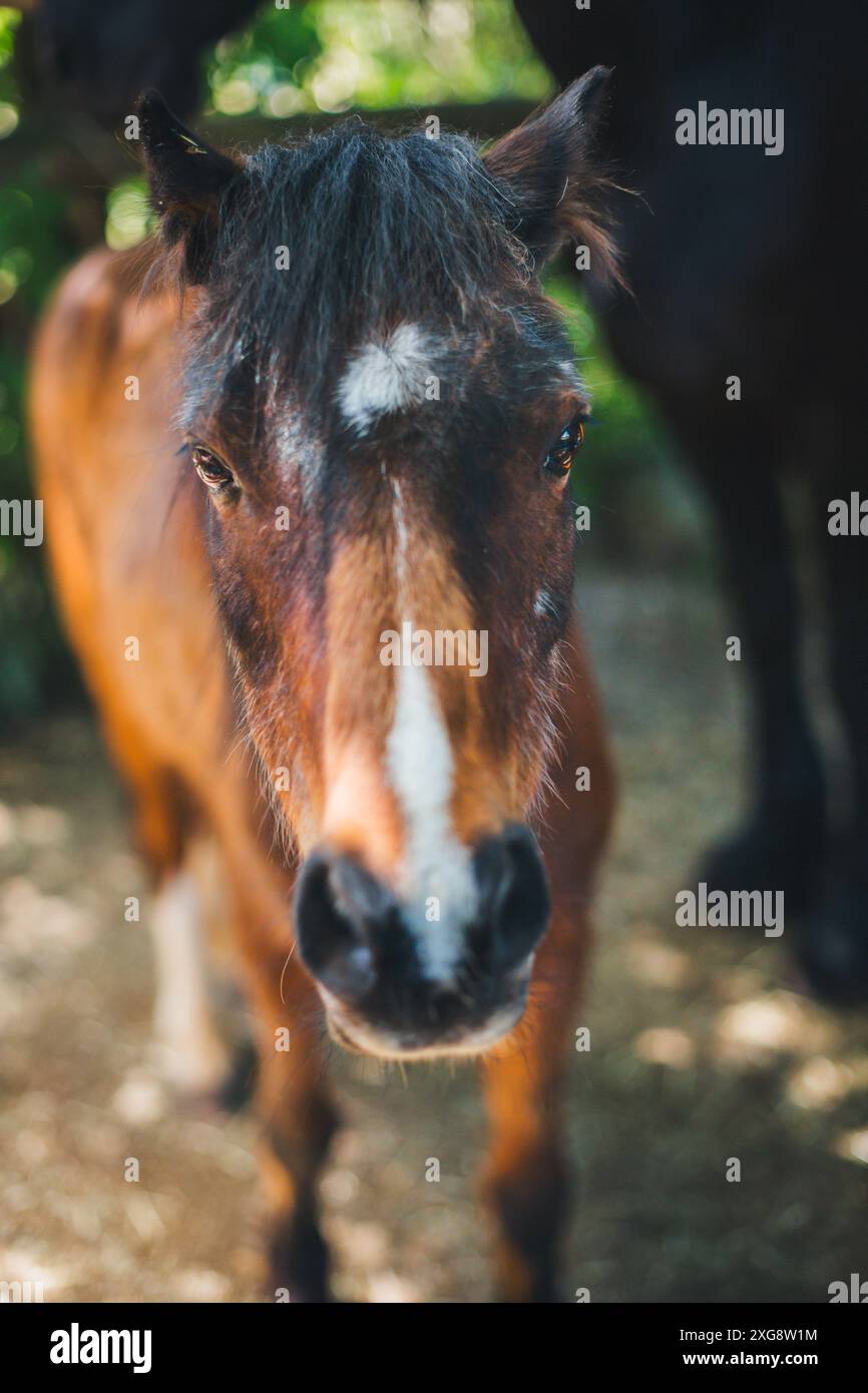 Walisisch-Pony A Stockfoto