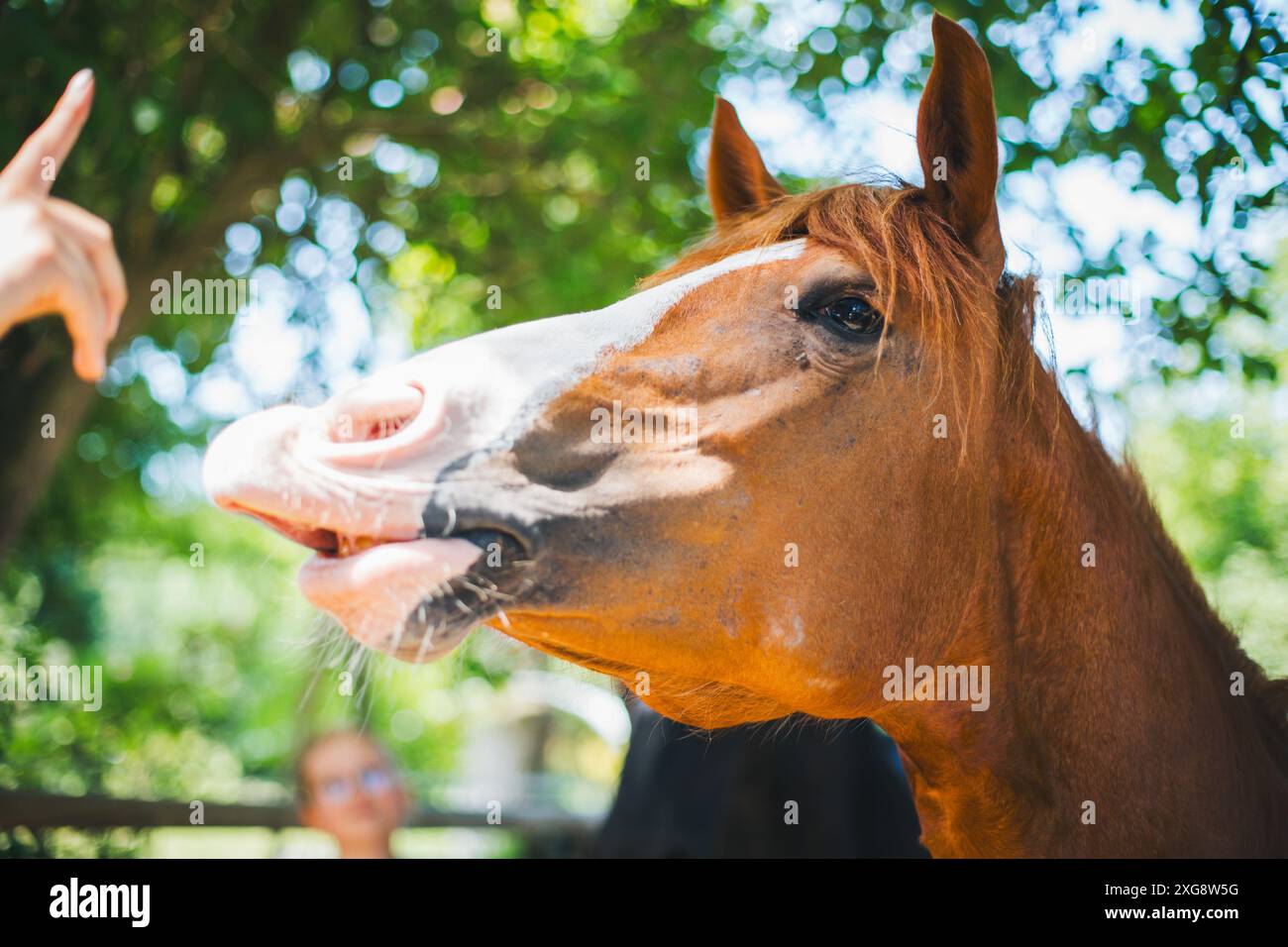 Haflinger Kreuzungspferd Stockfoto