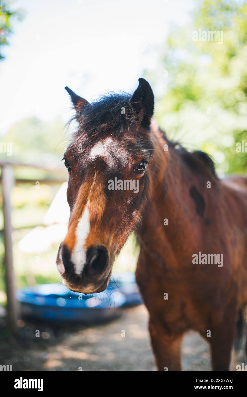 Walisisch-Pony A Stockfoto