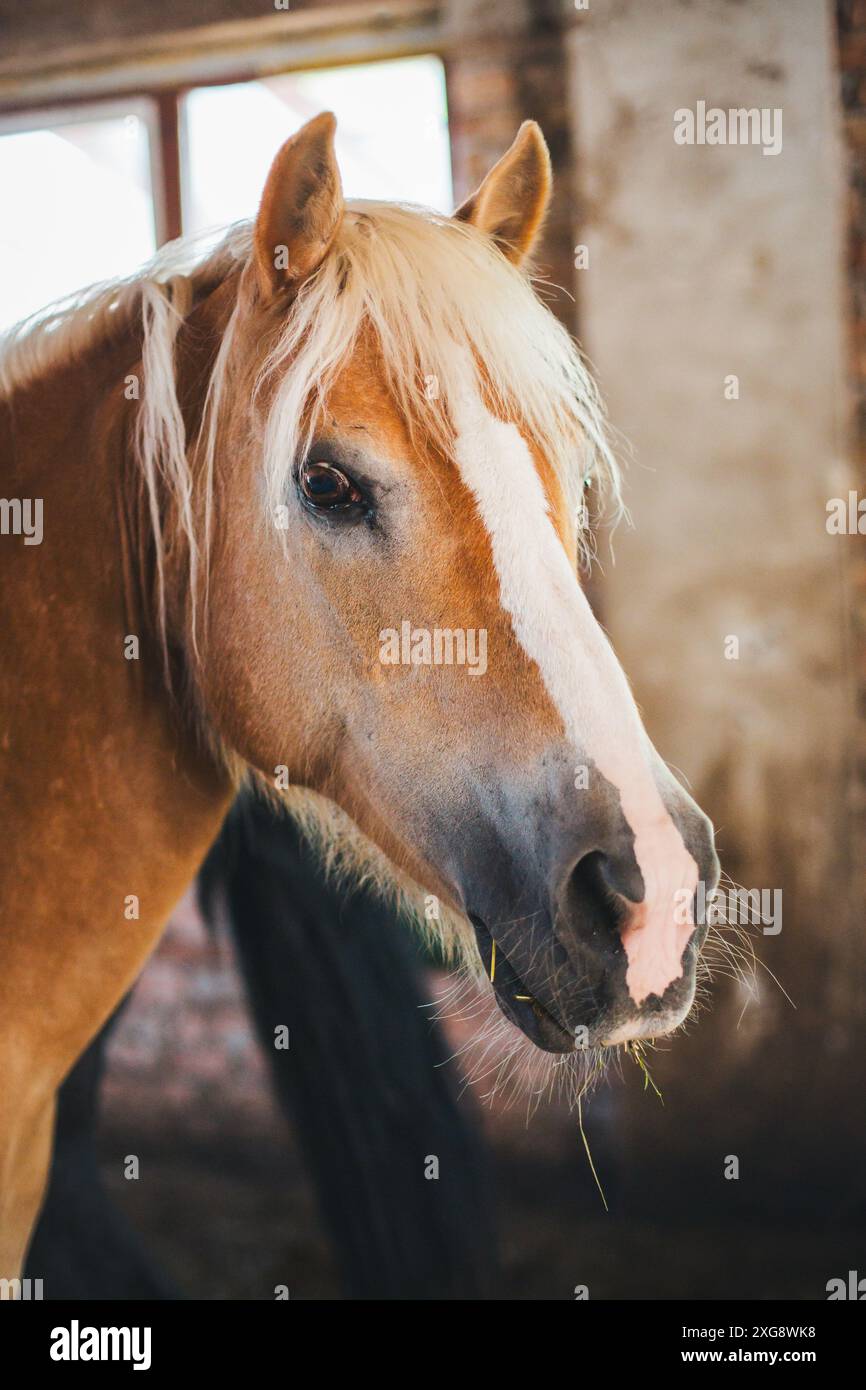 Haflinger-Pferd Stockfoto