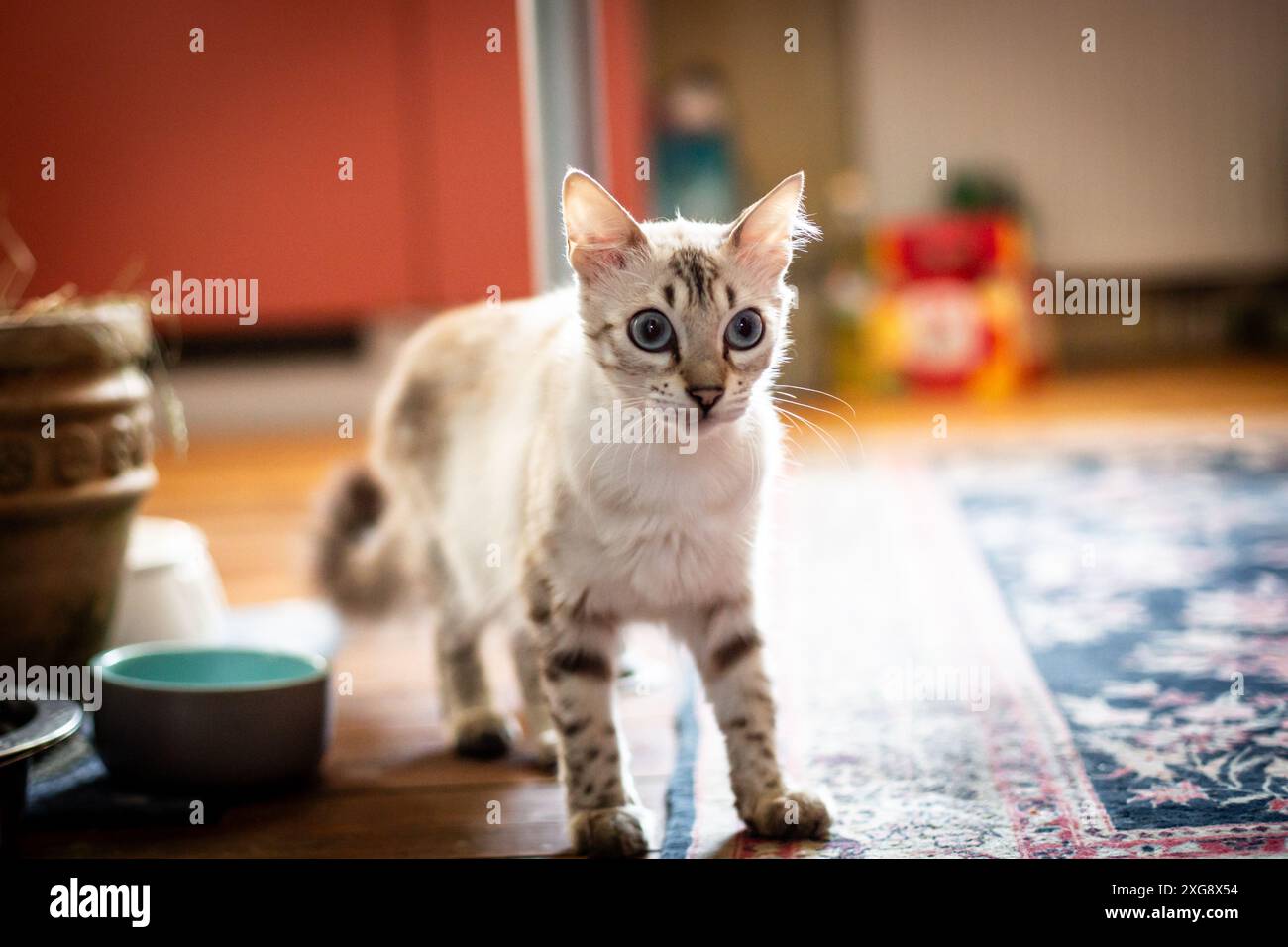 Kaschmir-Bengalkatze Stockfoto
