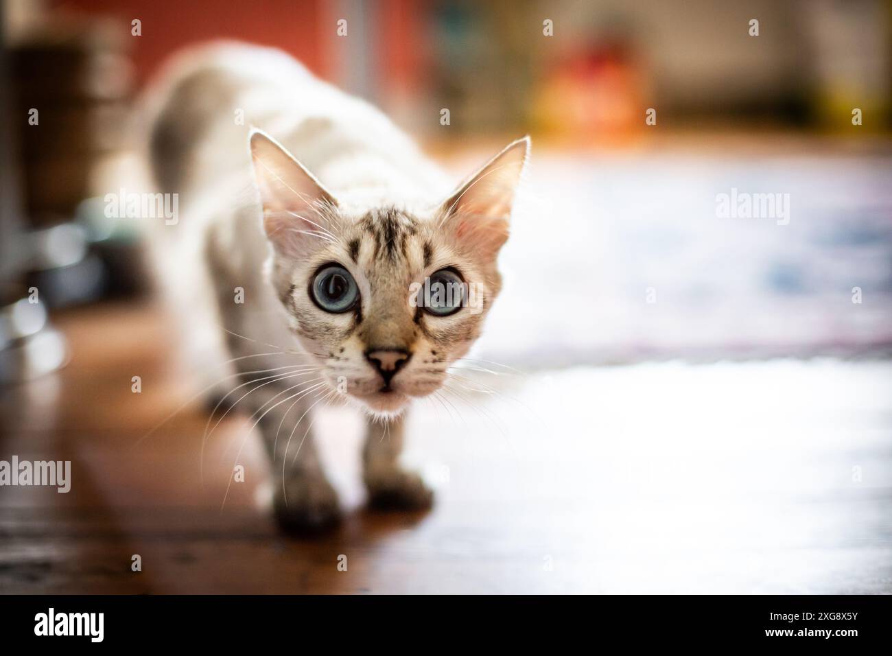 Kaschmir-Bengalkatze Stockfoto
