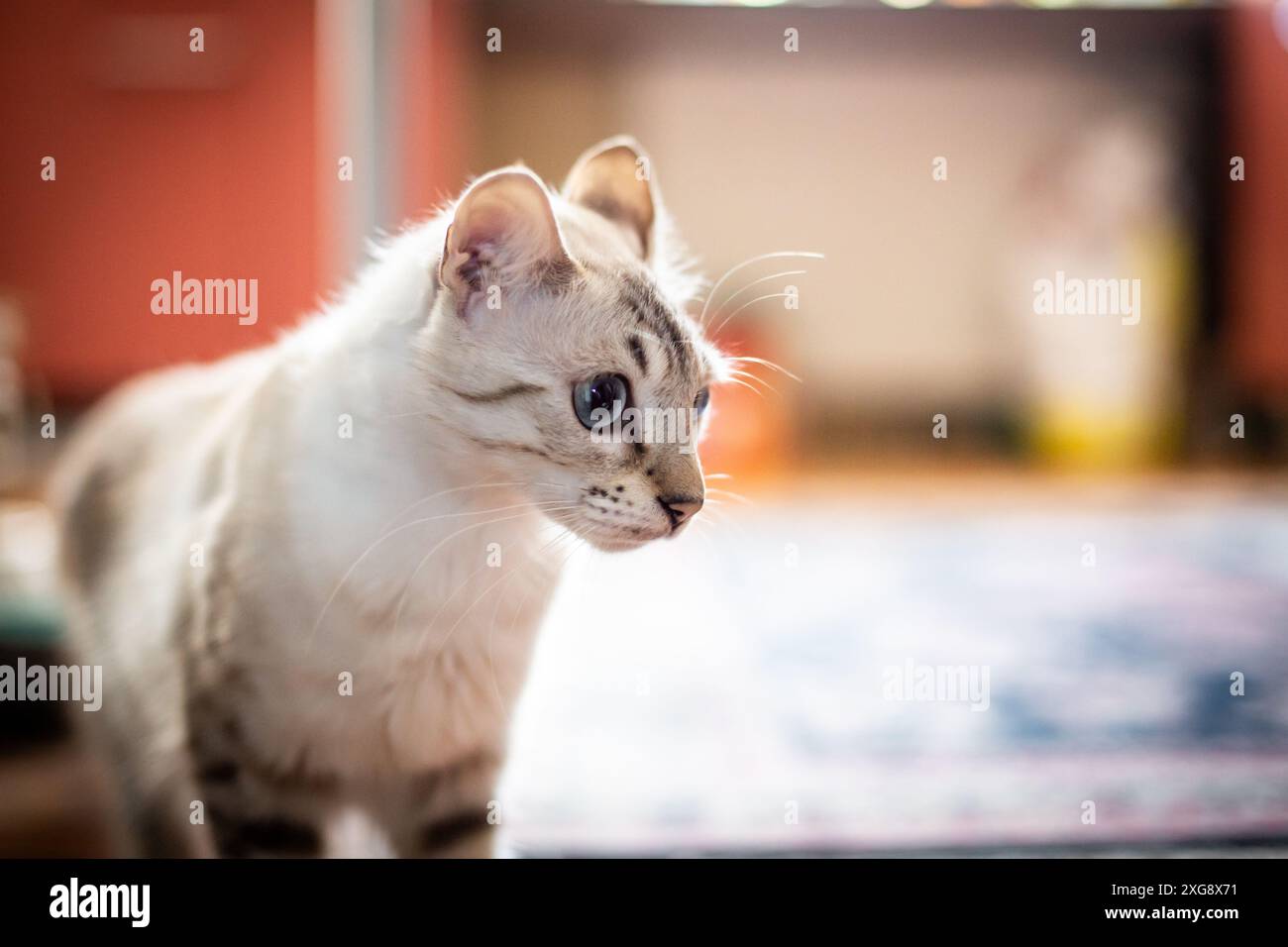 Kaschmir-Bengalkatze Stockfoto