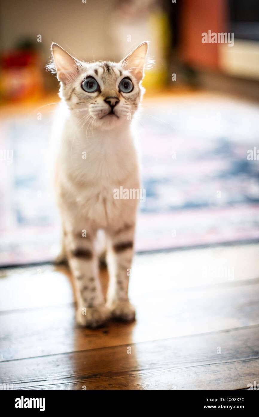 Kaschmir-Bengalkatze Stockfoto