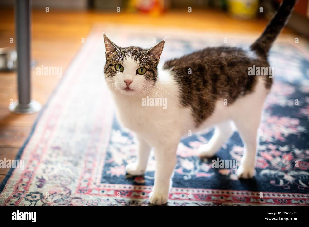 Katze im Haus Stockfoto