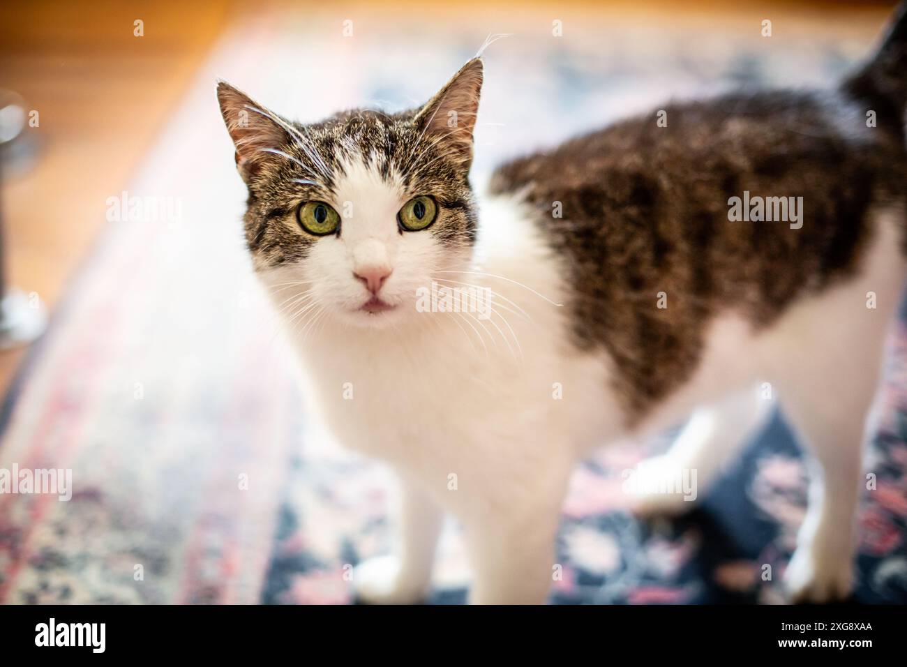 Katze im Haus Stockfoto