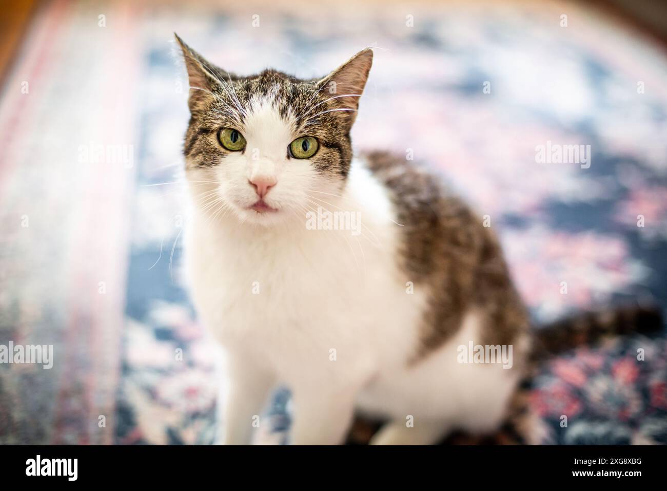 Katze im Haus Stockfoto