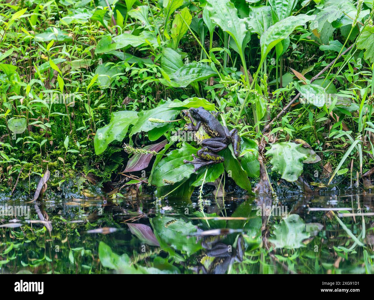 Ein Paar Frösche, die sich an einem Teich paaren. Sichuan, China. Stockfoto