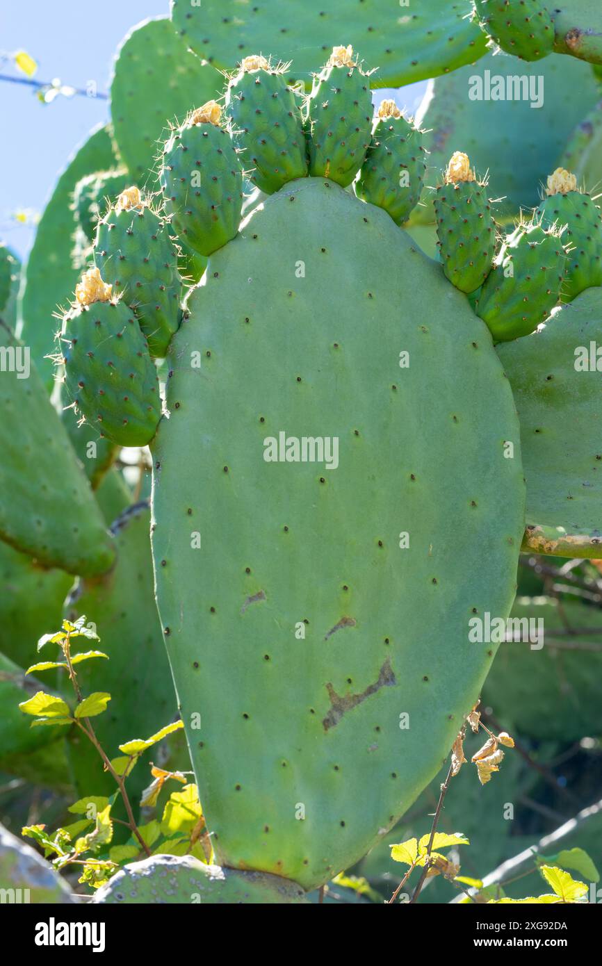 Grüne indische Feigen, die sich in Form von Bündeln entwickeln, die an ihren breiten Blättern haften. Stockfoto