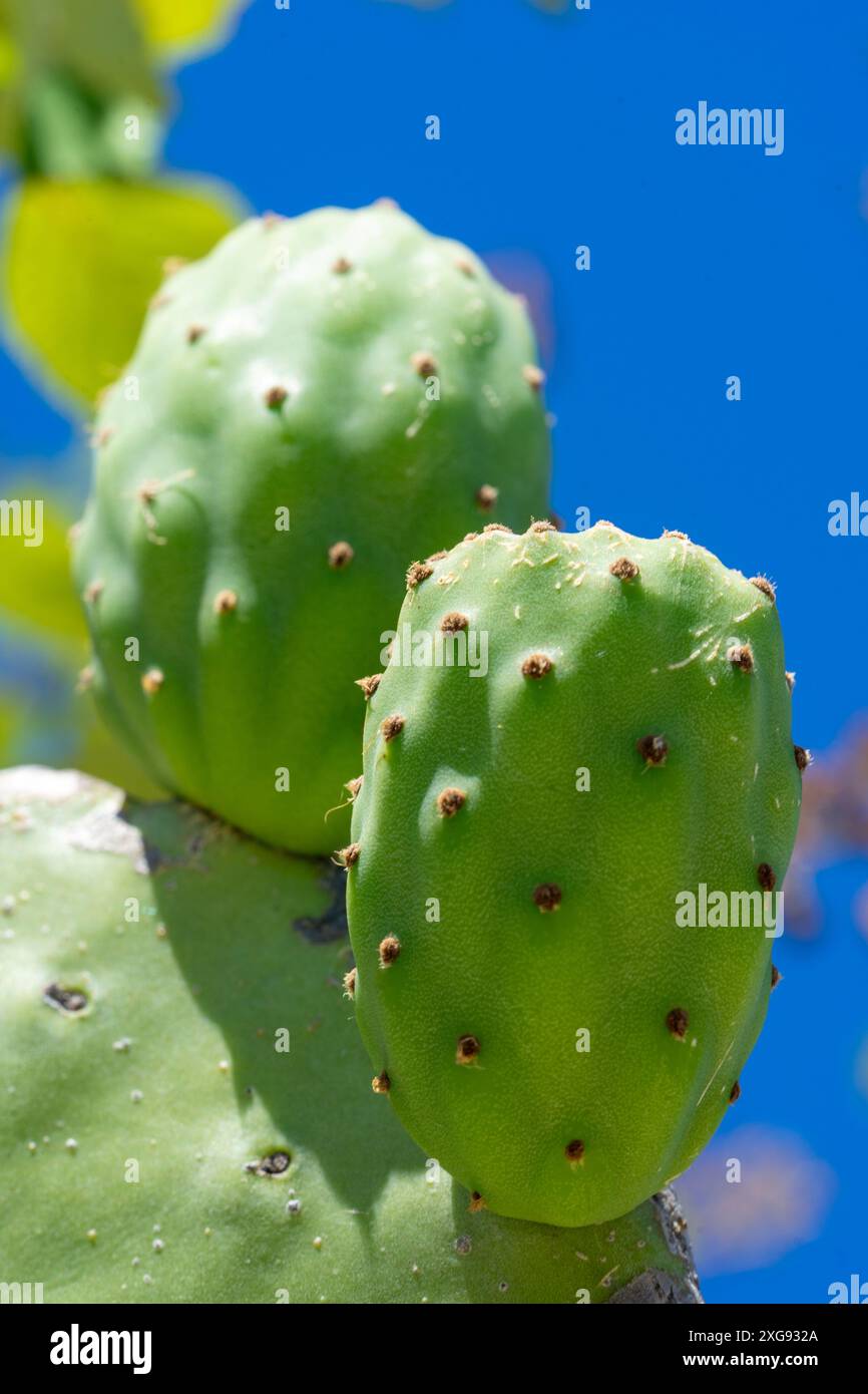 Grüne indische Feigen, die sich in Form von Bündeln entwickeln, die an ihren breiten Blättern haften. Stockfoto