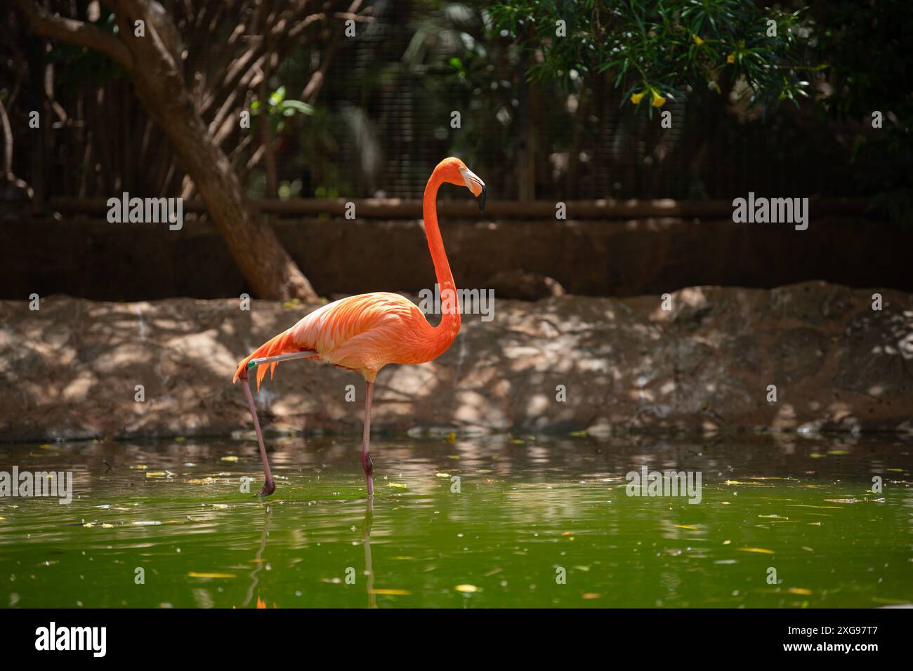 Rosa Flamingovogel (Phoenicopterus roseus), Spaziergang im grünen Teich an sonnigen Tagen, schöner amerikanischer Flamingovogel, Phoenicopteridae Stockfoto