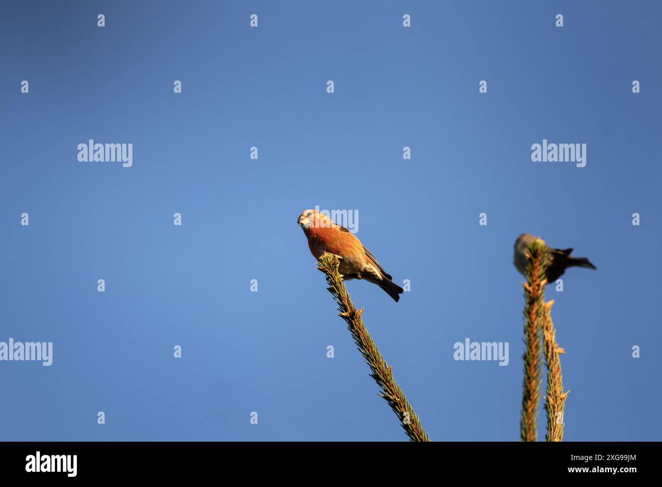 Rote Kreuzschnabel auf dem Baum. Crossbill im Wald. Europäische Ornithologie. Stockfoto