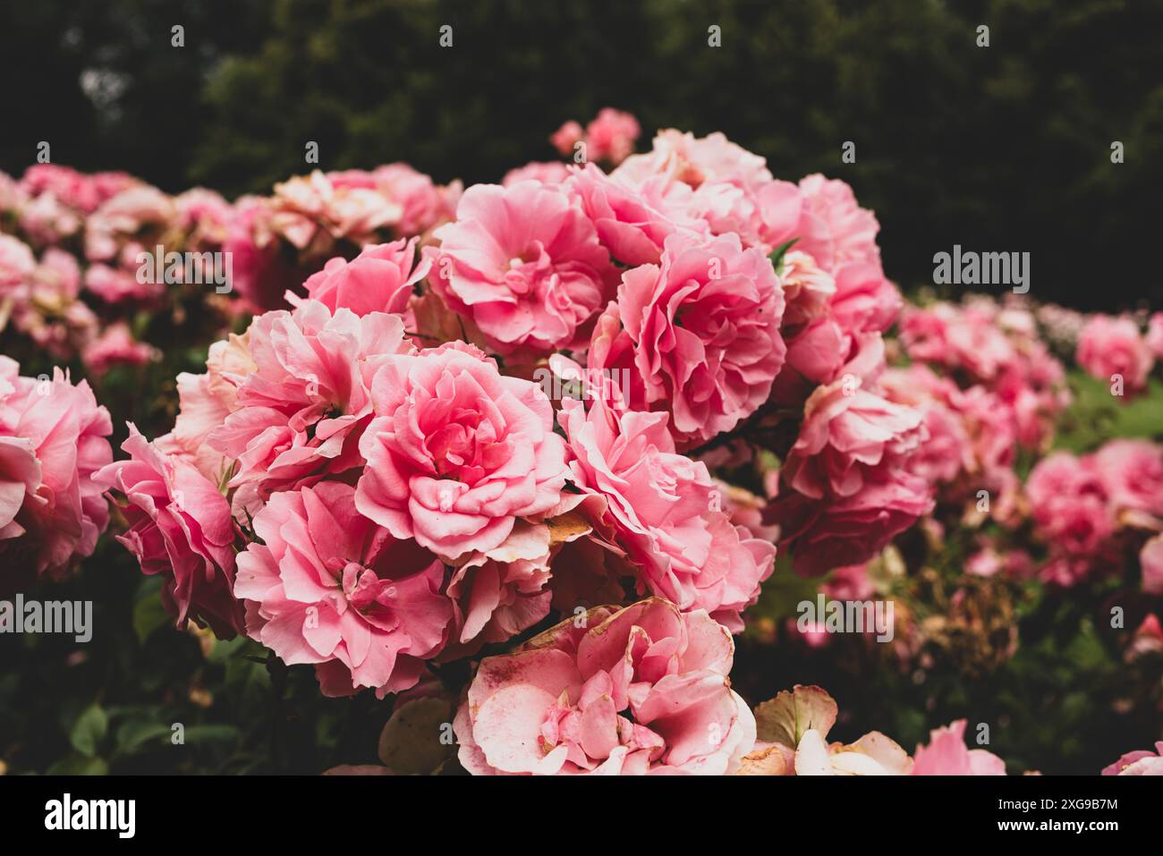 Rosen in einem öffentlichen Garten Stockfoto