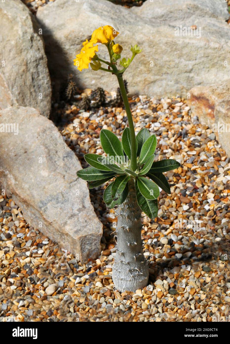 Pachypodium densiflorum, Apocynaceae. Zentralmadagaskar, Afrika. Sie wächst auf Granitfelsen im zentralen Plateau Madagaskars. Stockfoto