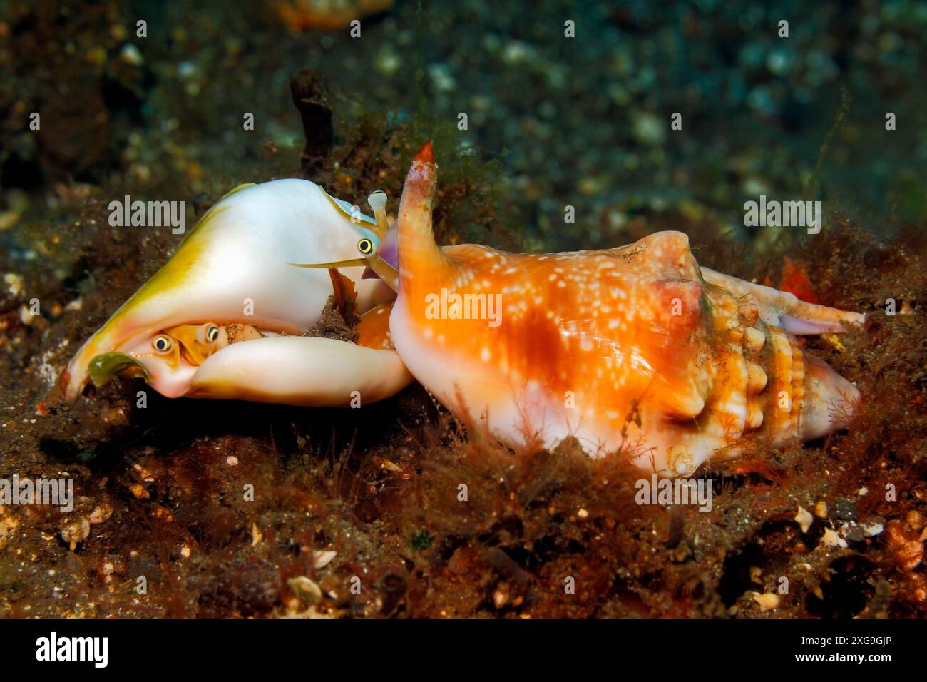 Bubble Stromb, Bubble Conch, Euprotomus bulla, früher Strombus bulla & Lambis bulla. Augen und Radula zeigen und das Paarungsverhalten zeigen Stockfoto