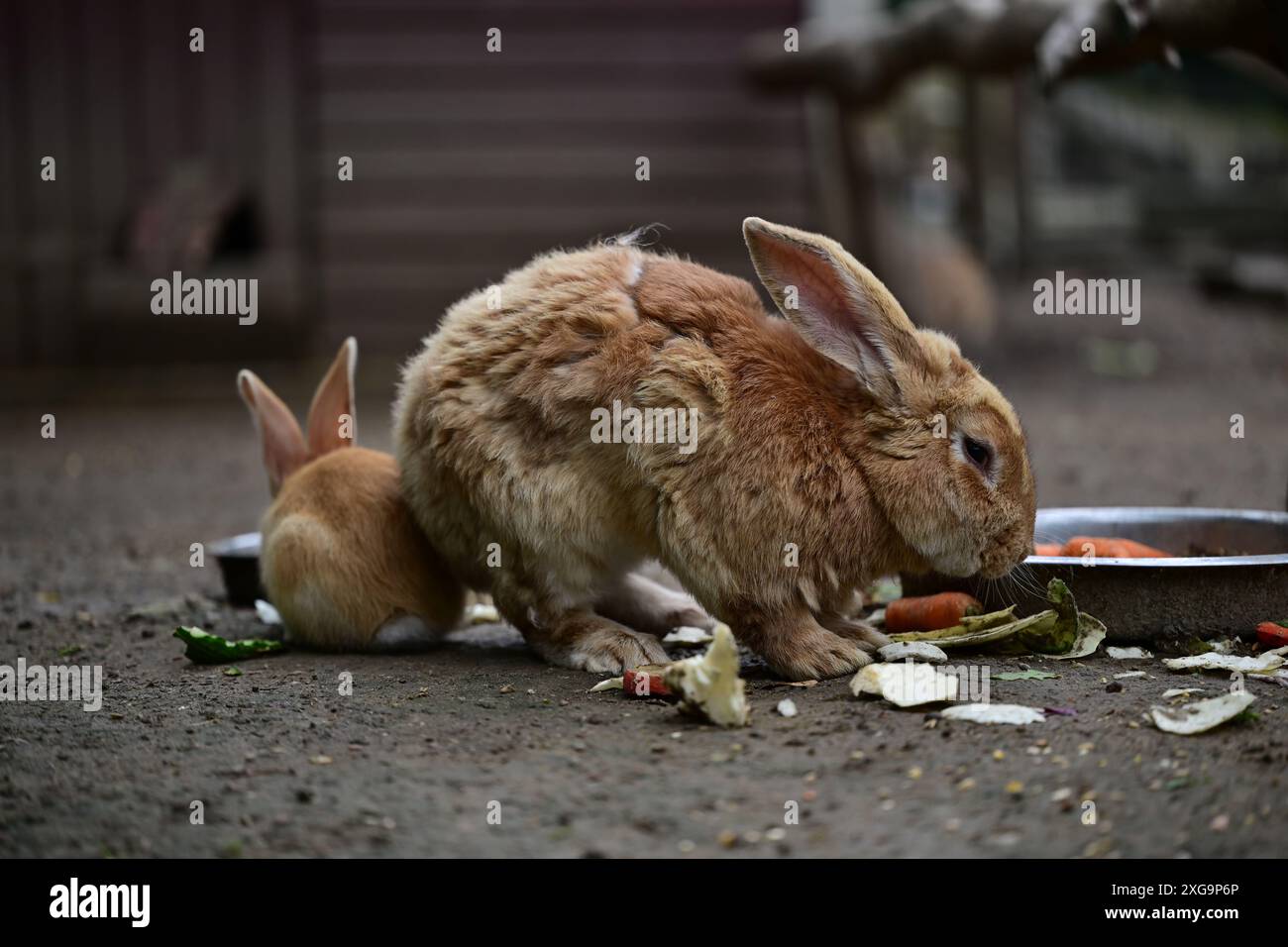 Kaninchen im Helsingborgs Tier- und Spielpark in Helsingborg, Schweden. Stockfoto