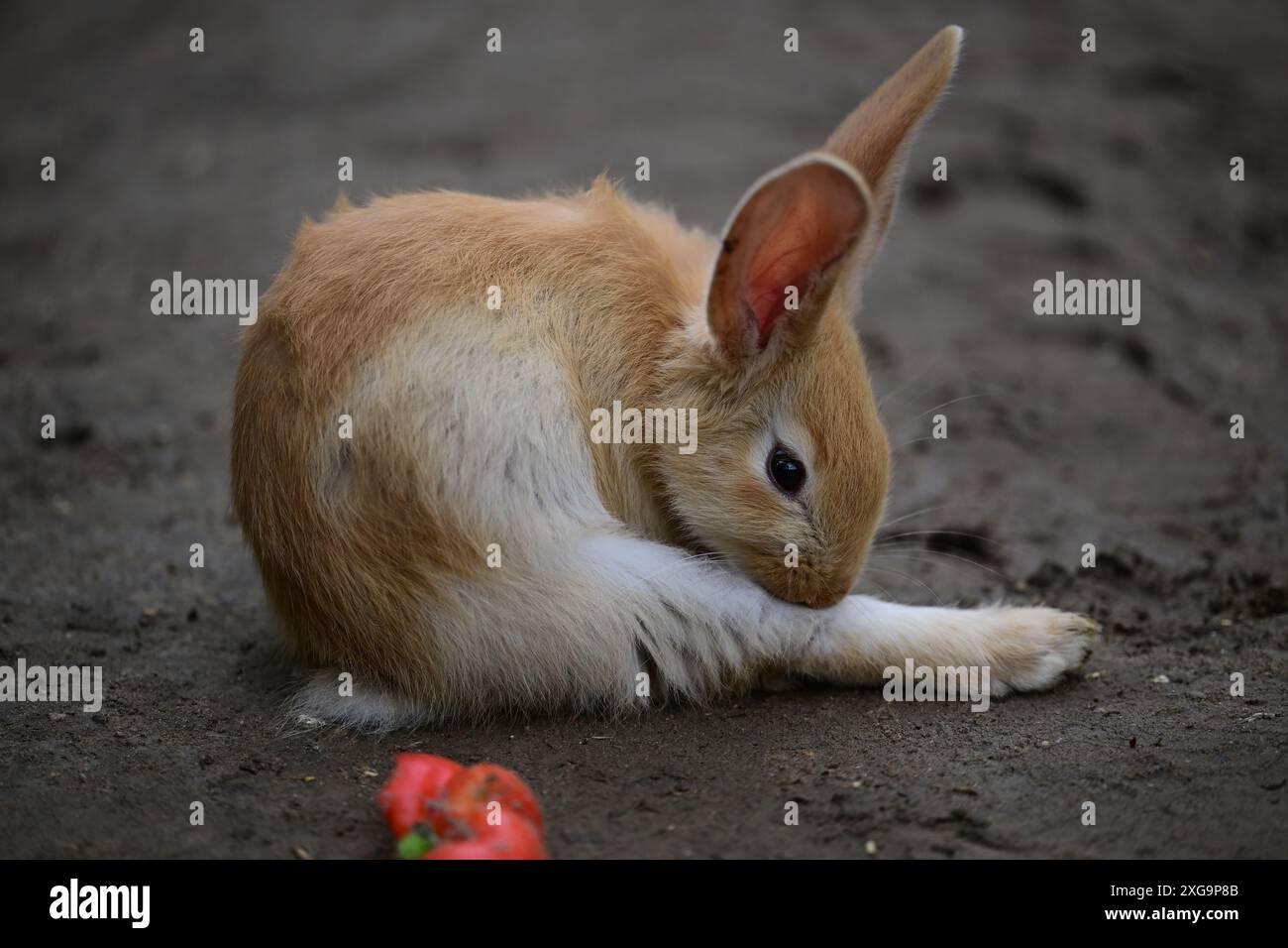 Kaninchen im Helsingborgs Tier- und Spielpark in Helsingborg, Schweden. Stockfoto