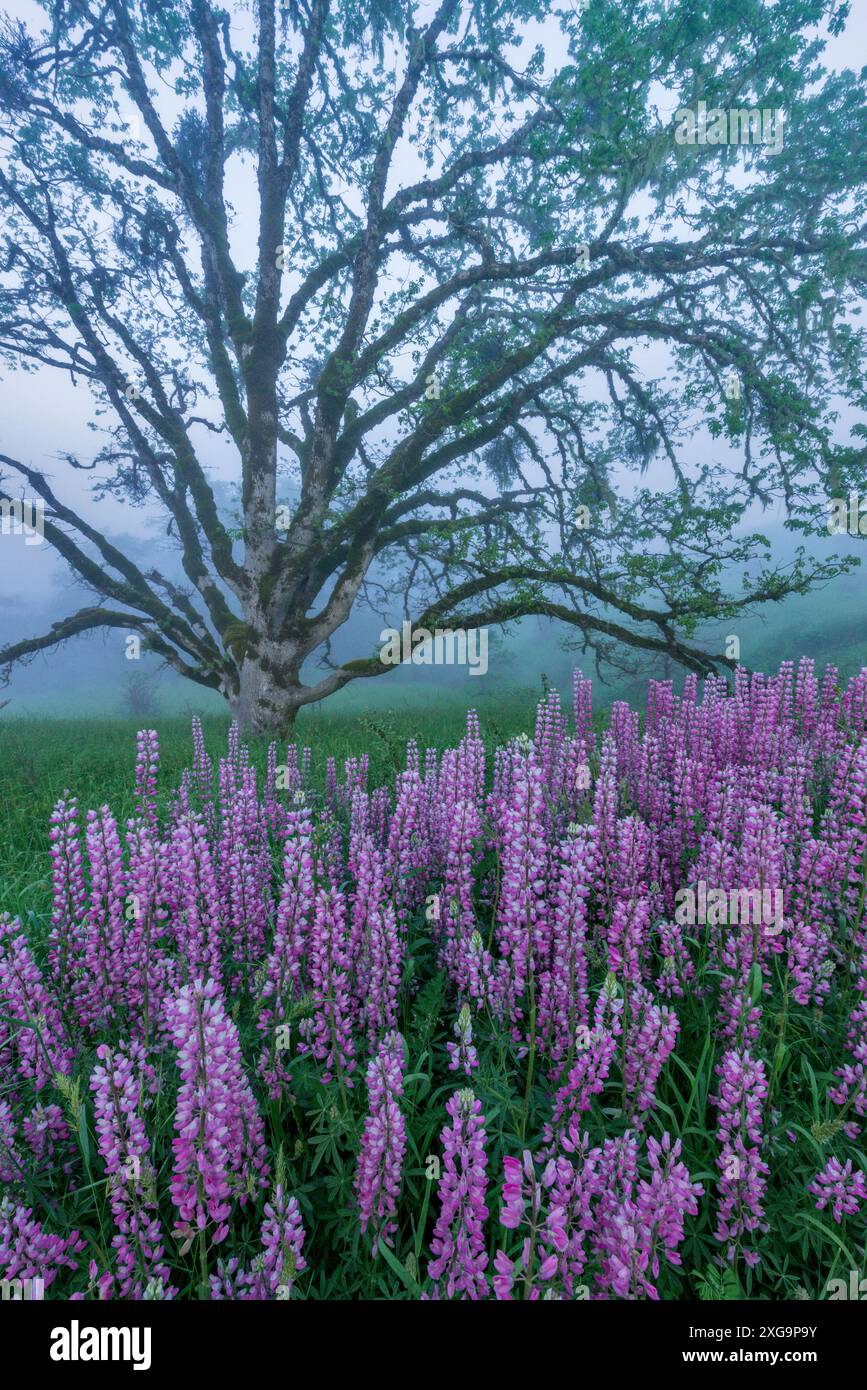 Lupin, Fog, Oregon White Oak, Childs Hill Prairie, Redwood National Park, Kalifornien Stockfoto