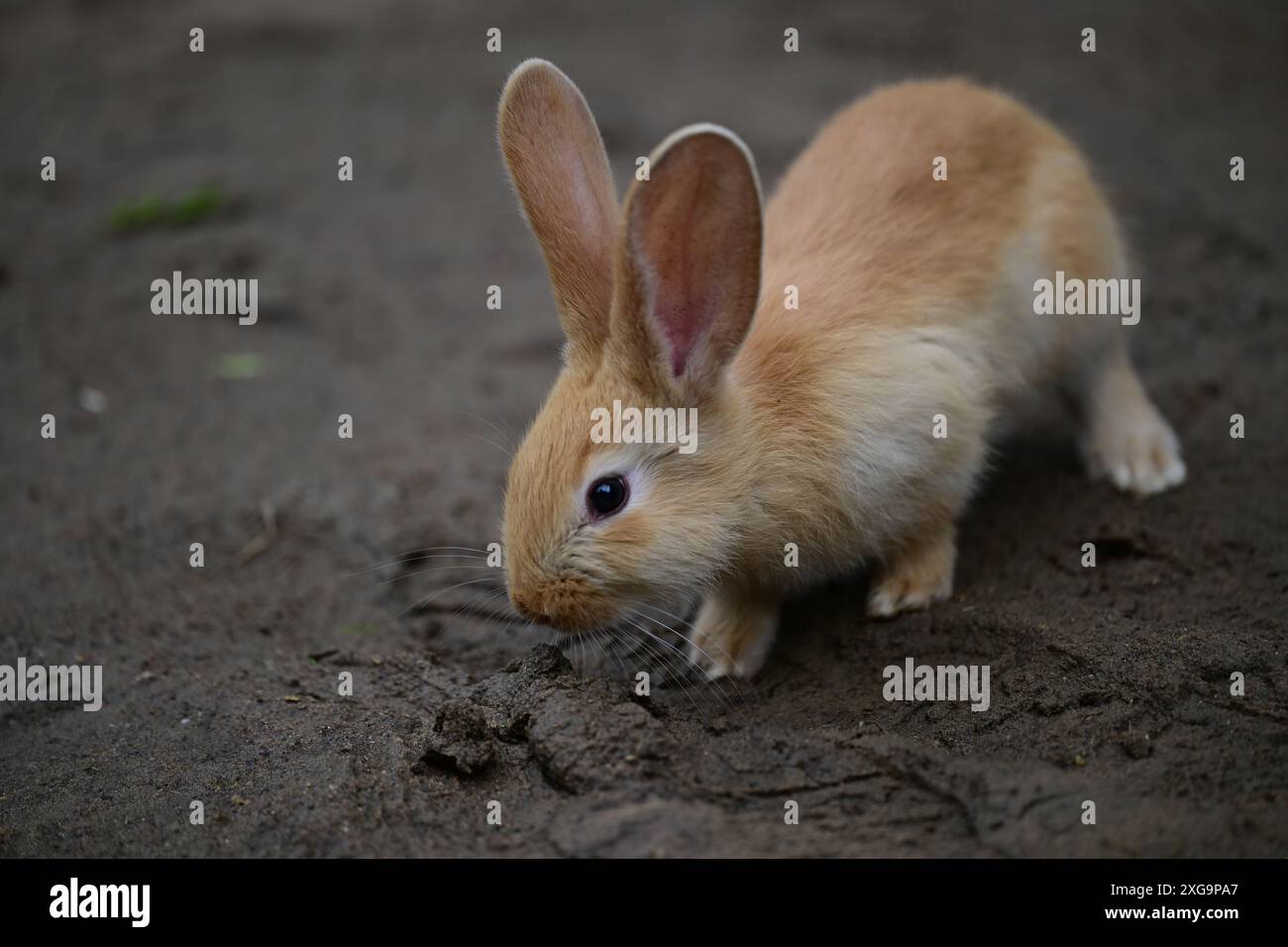 Kaninchen im Helsingborgs Tier- und Spielpark in Helsingborg, Schweden. Stockfoto