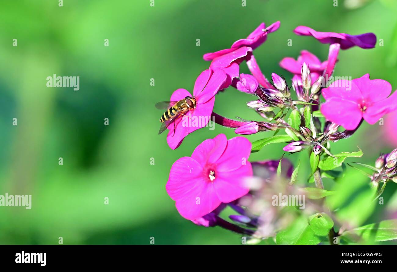 Hoverfly fressen auf Garden Phlox in einem Garten in Michigan Stockfoto