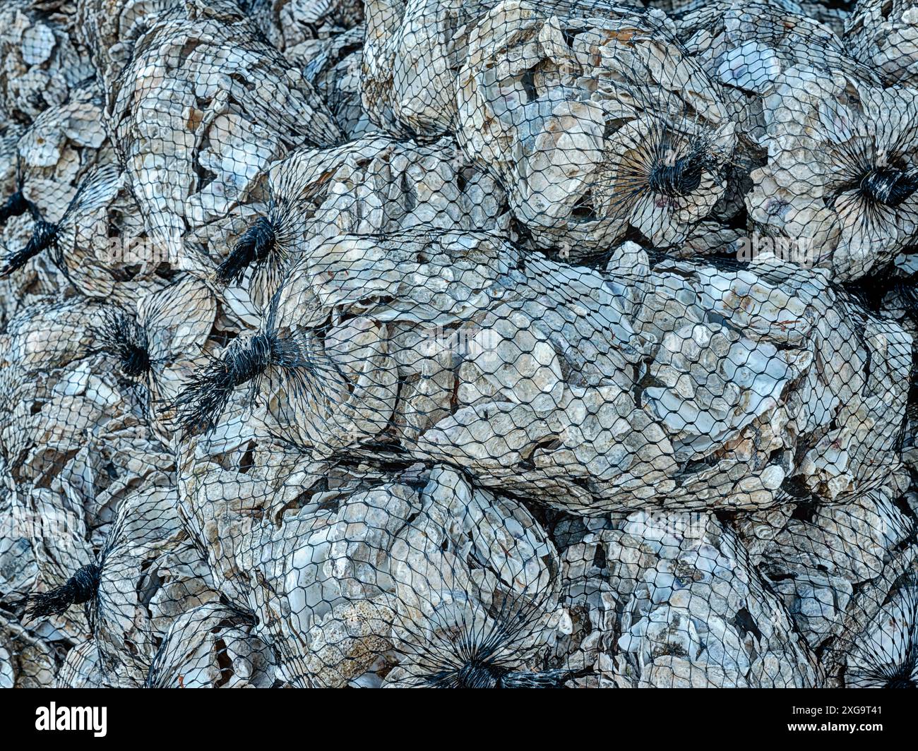 Geschuckte Austernschalen füllen Netzsäcke auf einer Austernfarm, während sie darauf warten, zermahlen und zur Aussaat junger Austern verwendet zu werden. Stockfoto