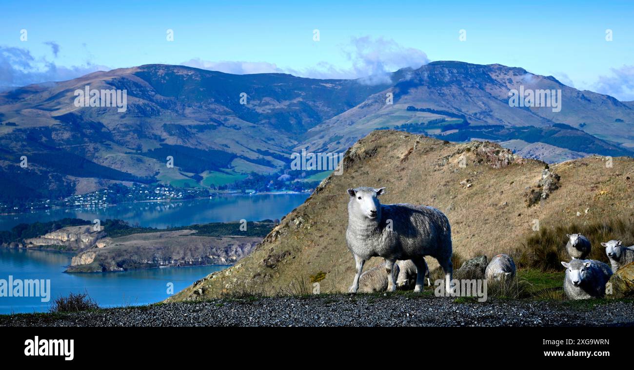 Schafe, die an einem perfekten Wintertag auf den Port Hills, Lyttelton, Canterbury, weiden. Der Hafen im Hintergrund. Stockfoto