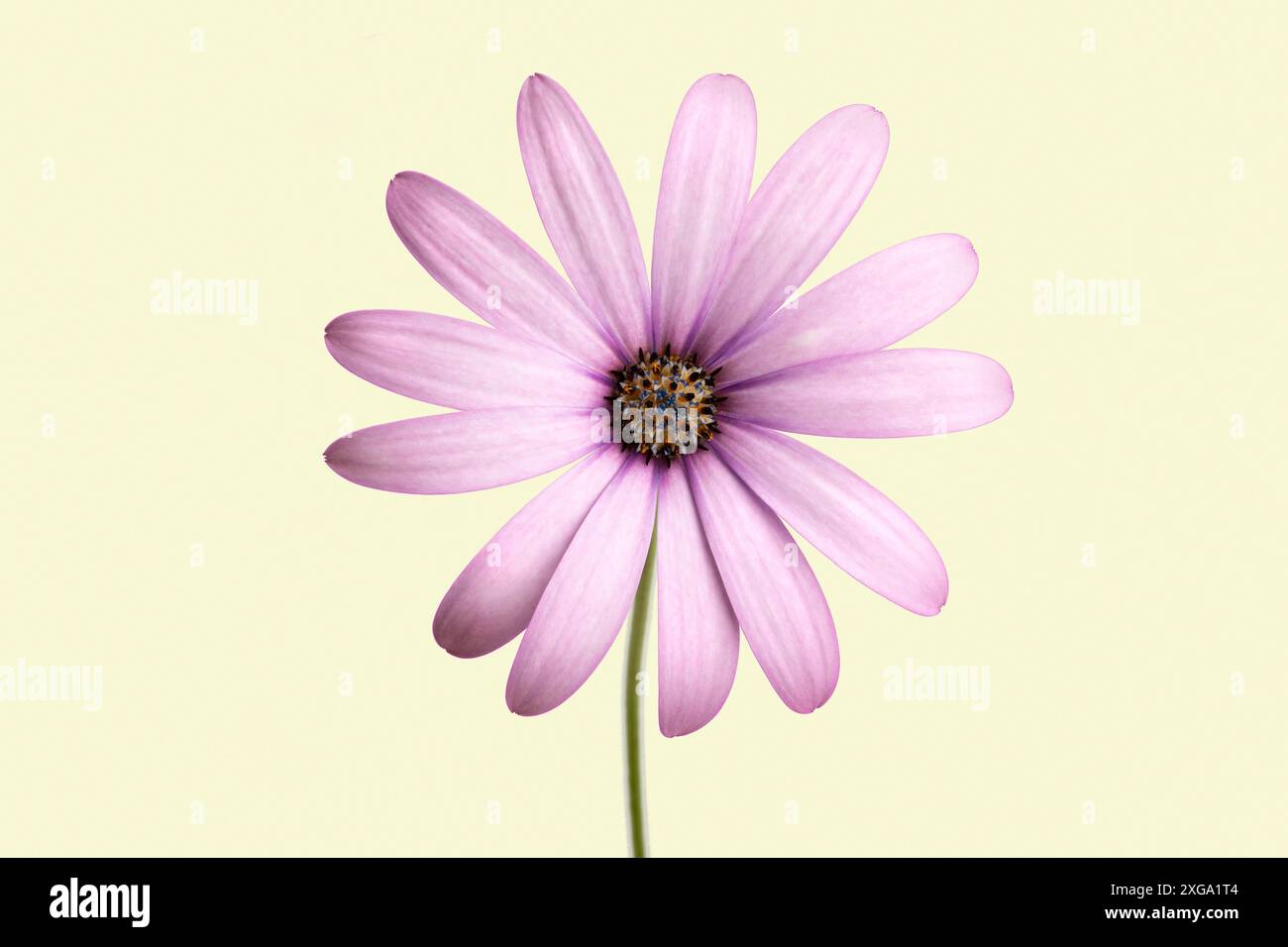 Lila Cape marguerite (Dimorphotheca ecklonis) Blume isoliert auf beigem Hintergrund. Stockfoto