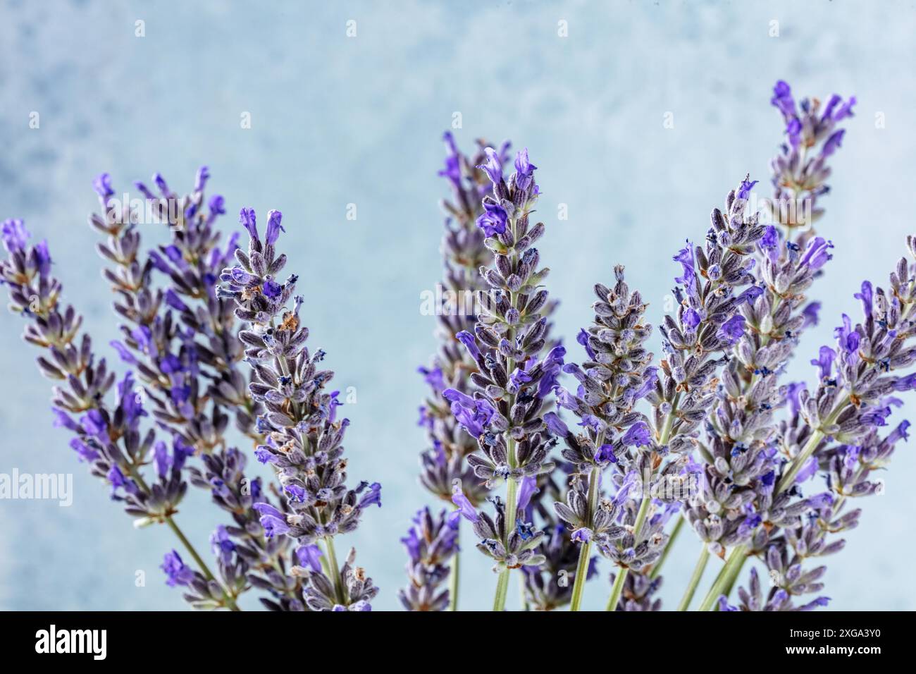 Lavendel (lavandula) blüht auf blauem Hintergrund, viele blühende Pflanzen, aromatisches Kraut Stockfoto