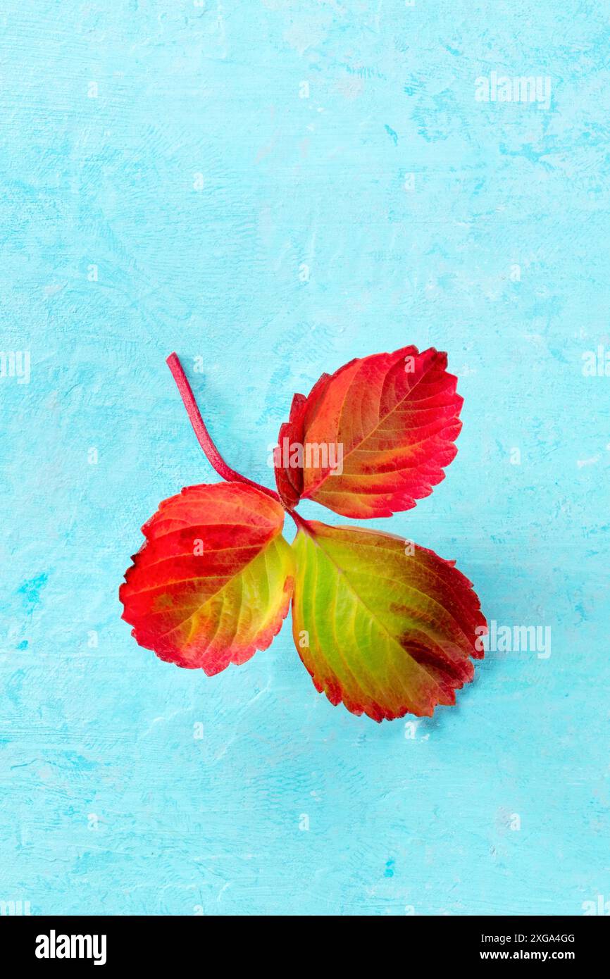 Rotes Herbstblatt auf blauem Hintergrund mit Platz für Text, minimales Fallbanner Stockfoto