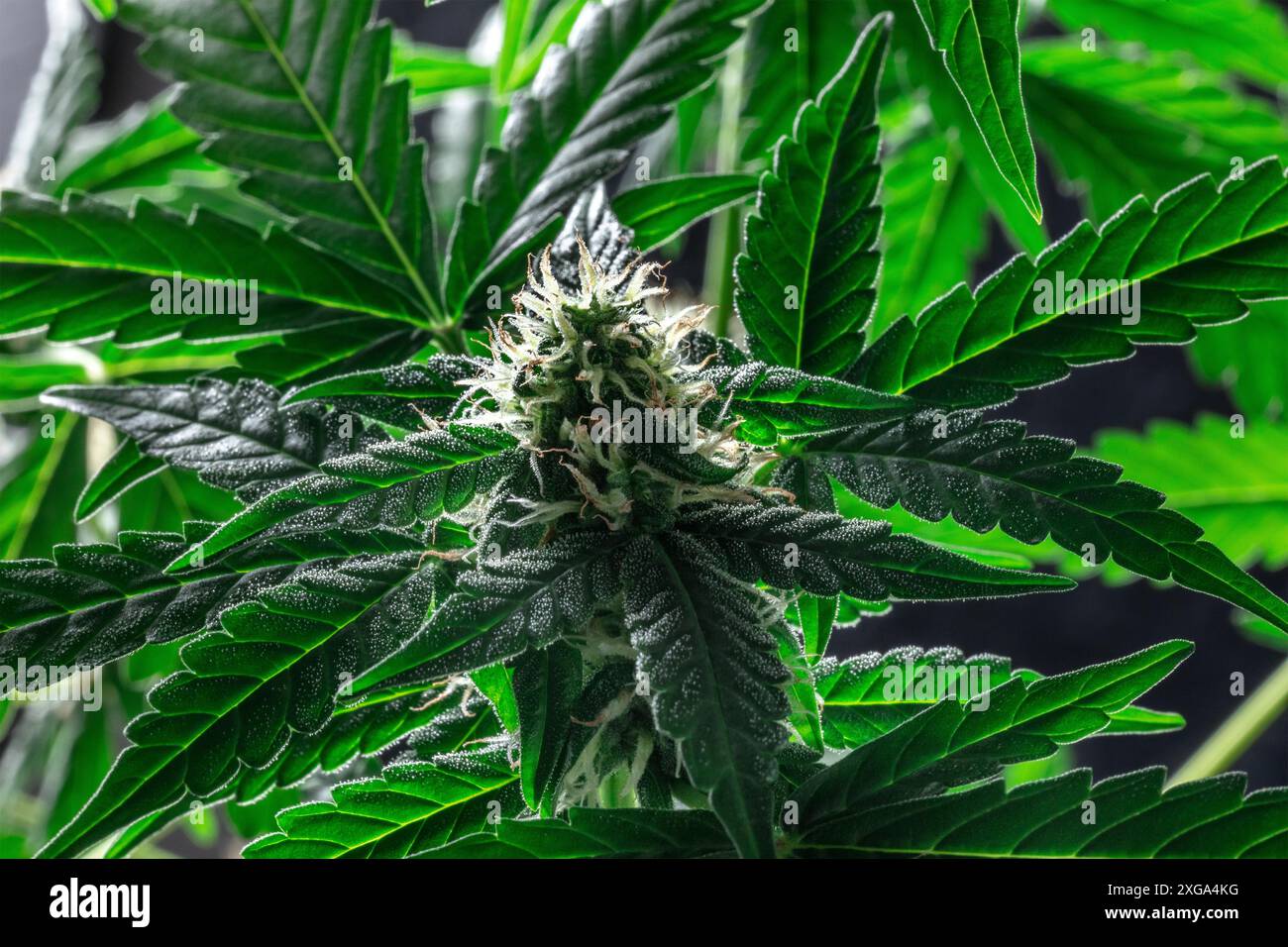 Blühende Cannabispflanzen mit leuchtend grünen Blättern und weißen und gelben Stigmas. Anbau von Marihuana für medizinische Zwecke. Üppiges Laub Stockfoto